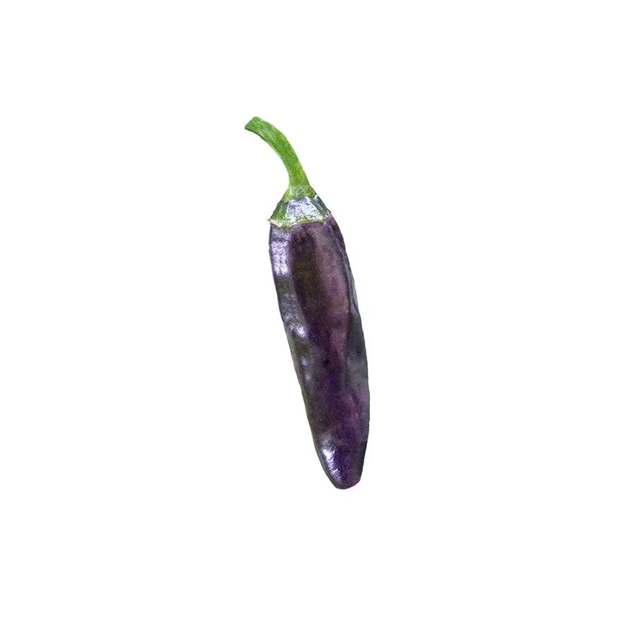Purple Serrano Pepper - 3"