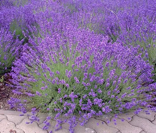 English Lavender - 3"