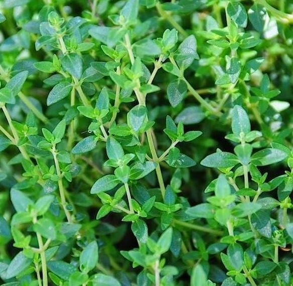 Common Thyme - 3"