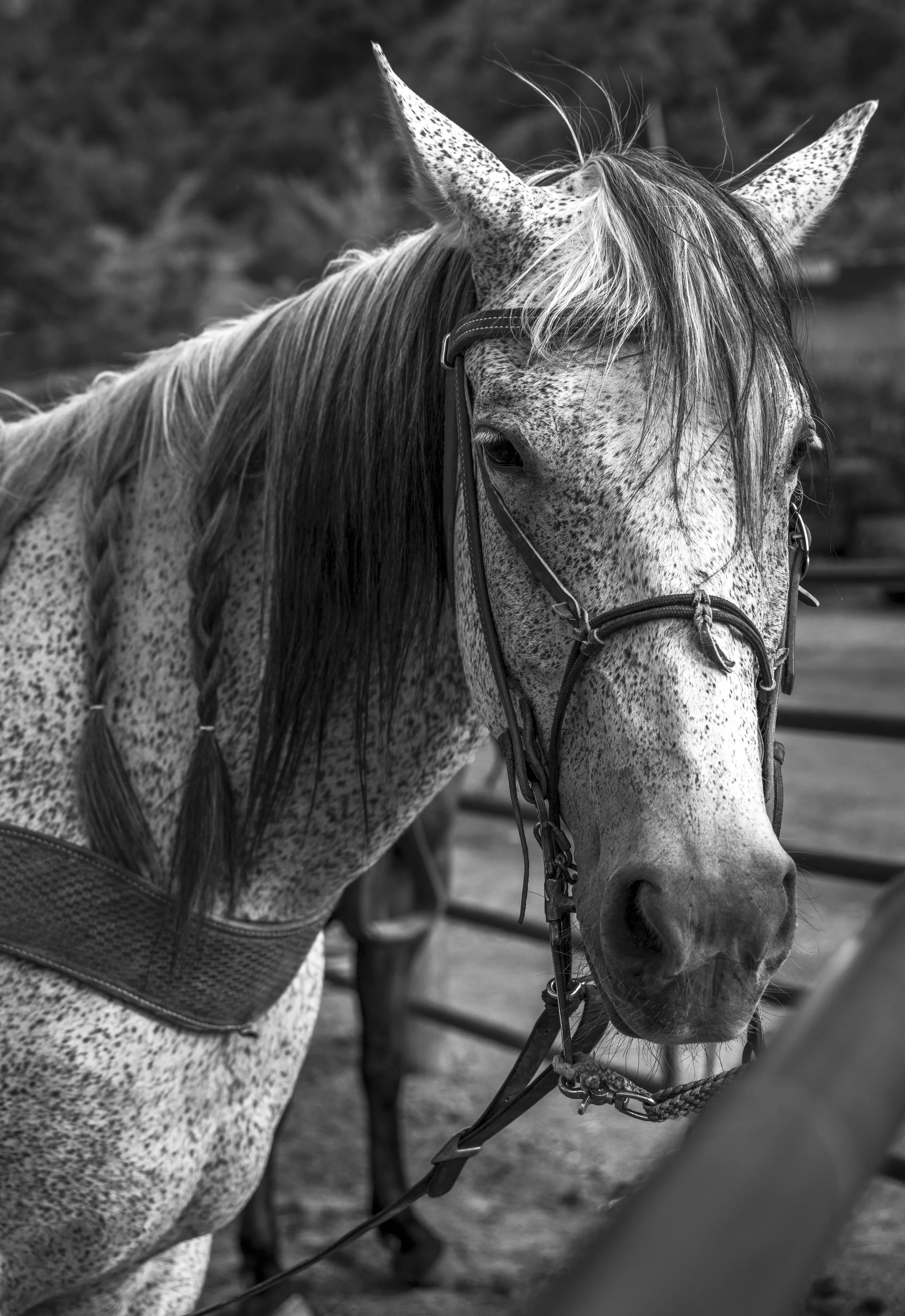 ©AshtonWrightImaging-7206.jpg