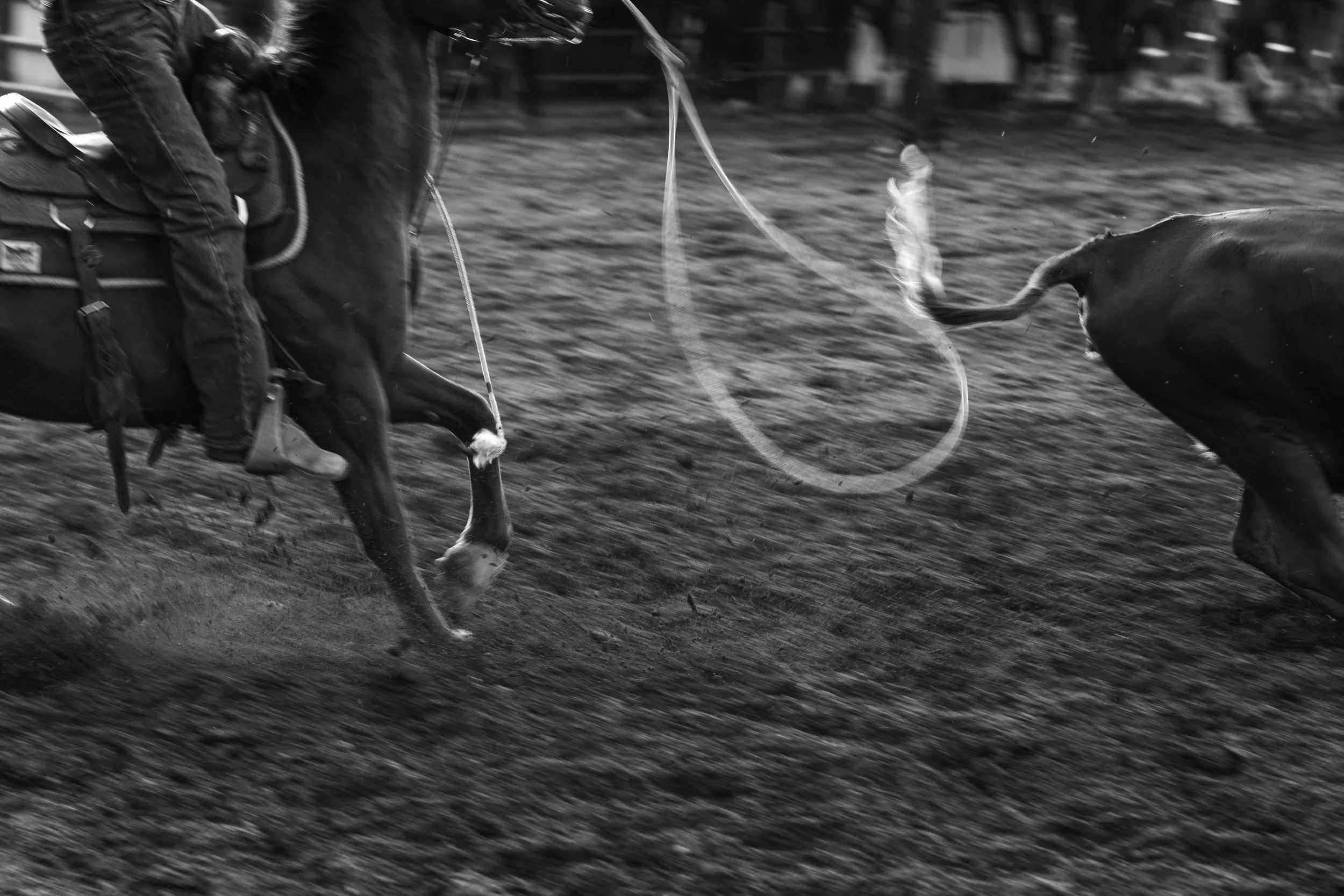 Black and White Rodeo