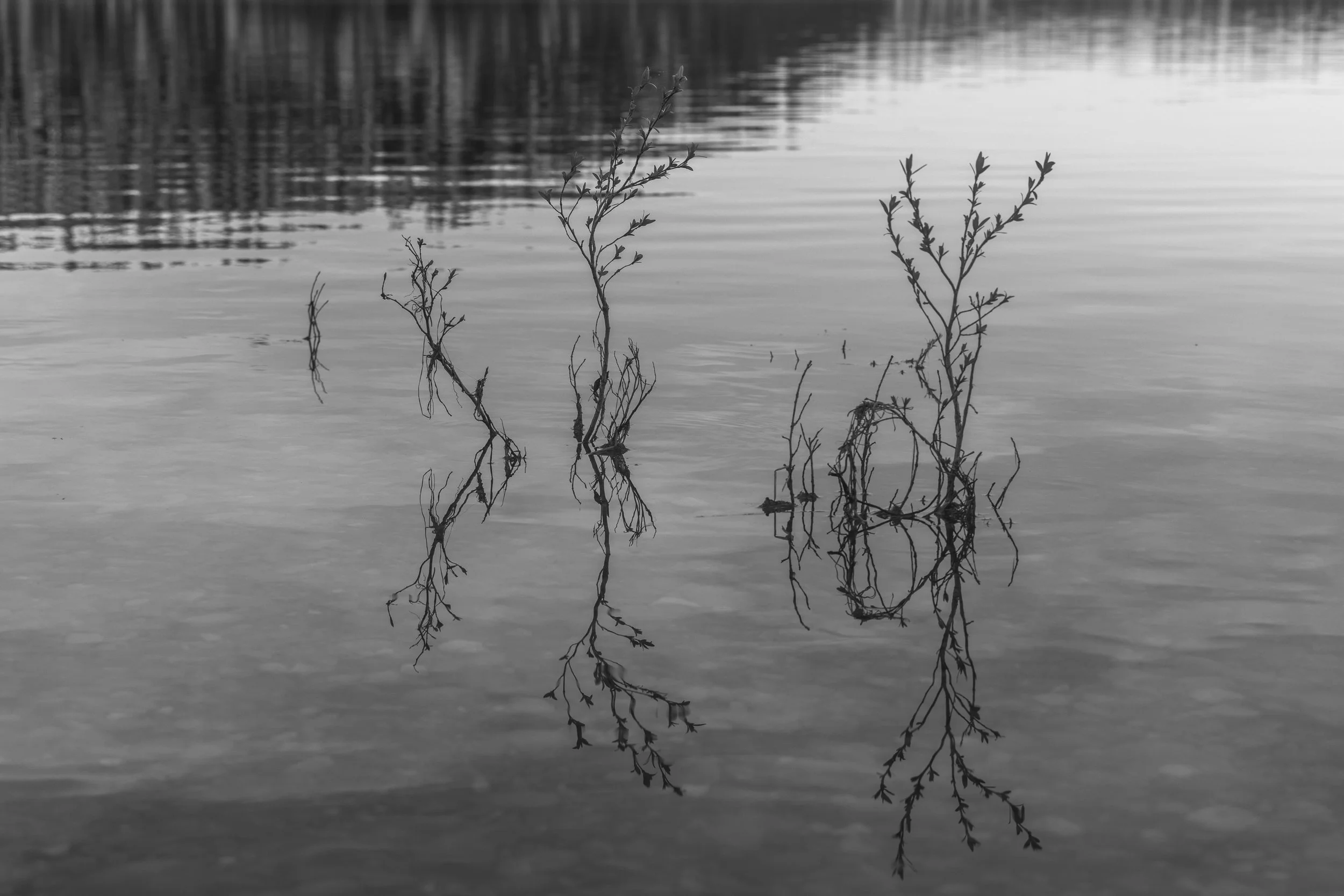 ©AshtonWrightImaging-6.jpg
