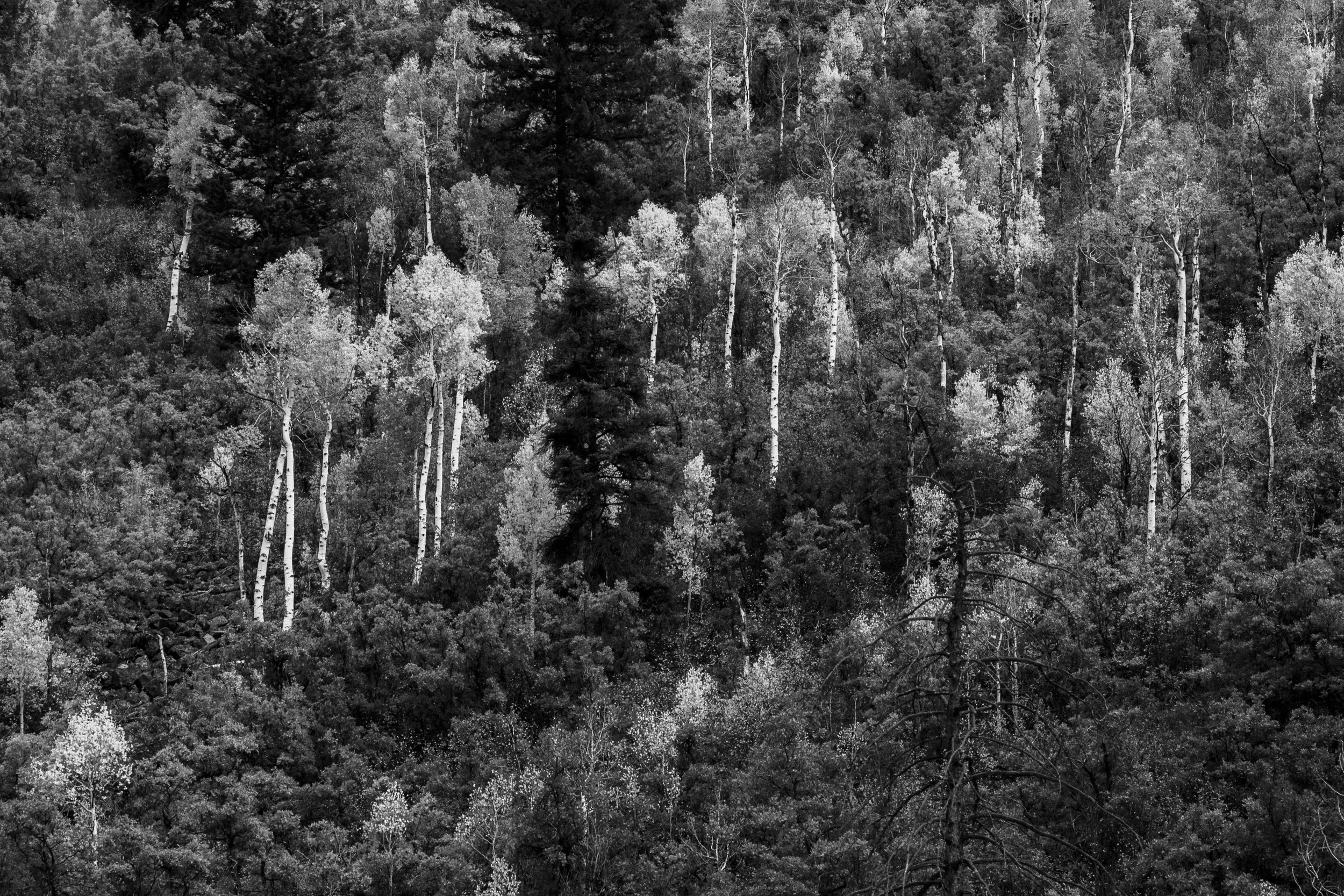 ©AshtonWrightImaging-20.jpg