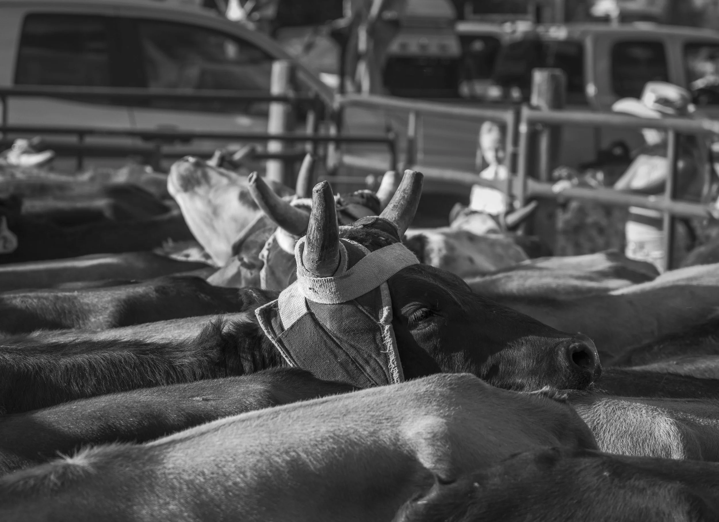 ©AshtonWrightImaging-7584.jpg