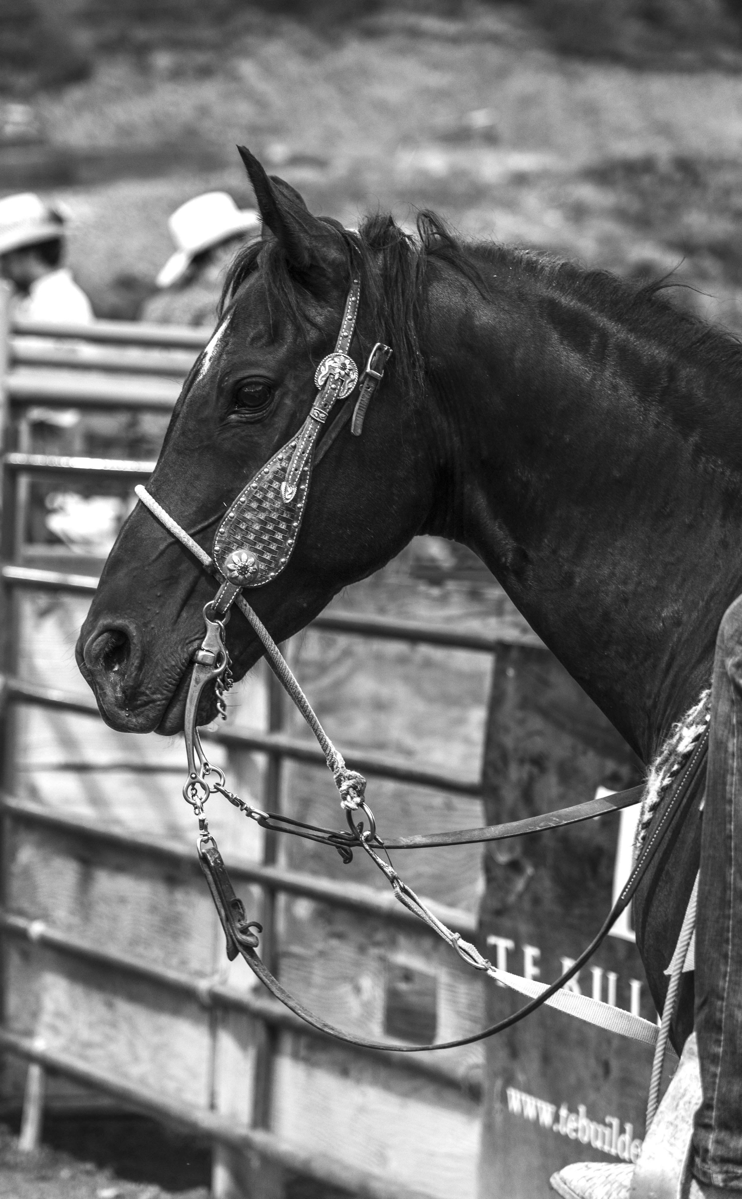 ©AshtonWrightImaging_black beauty-0419.jpg