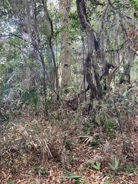 Undeveloped Central Florida land with mature trees and native understory — typical site for a Climb Corps pre-construction tree survey and root protection plan