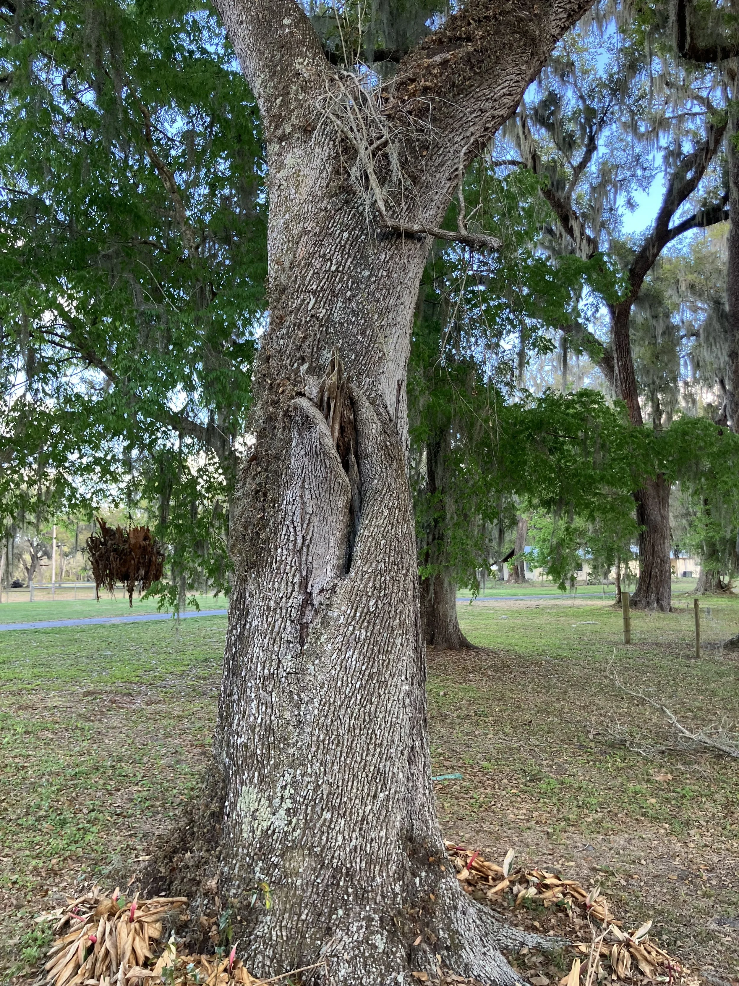 How to Tell if a Tree is a Risk to Your Home in Florida