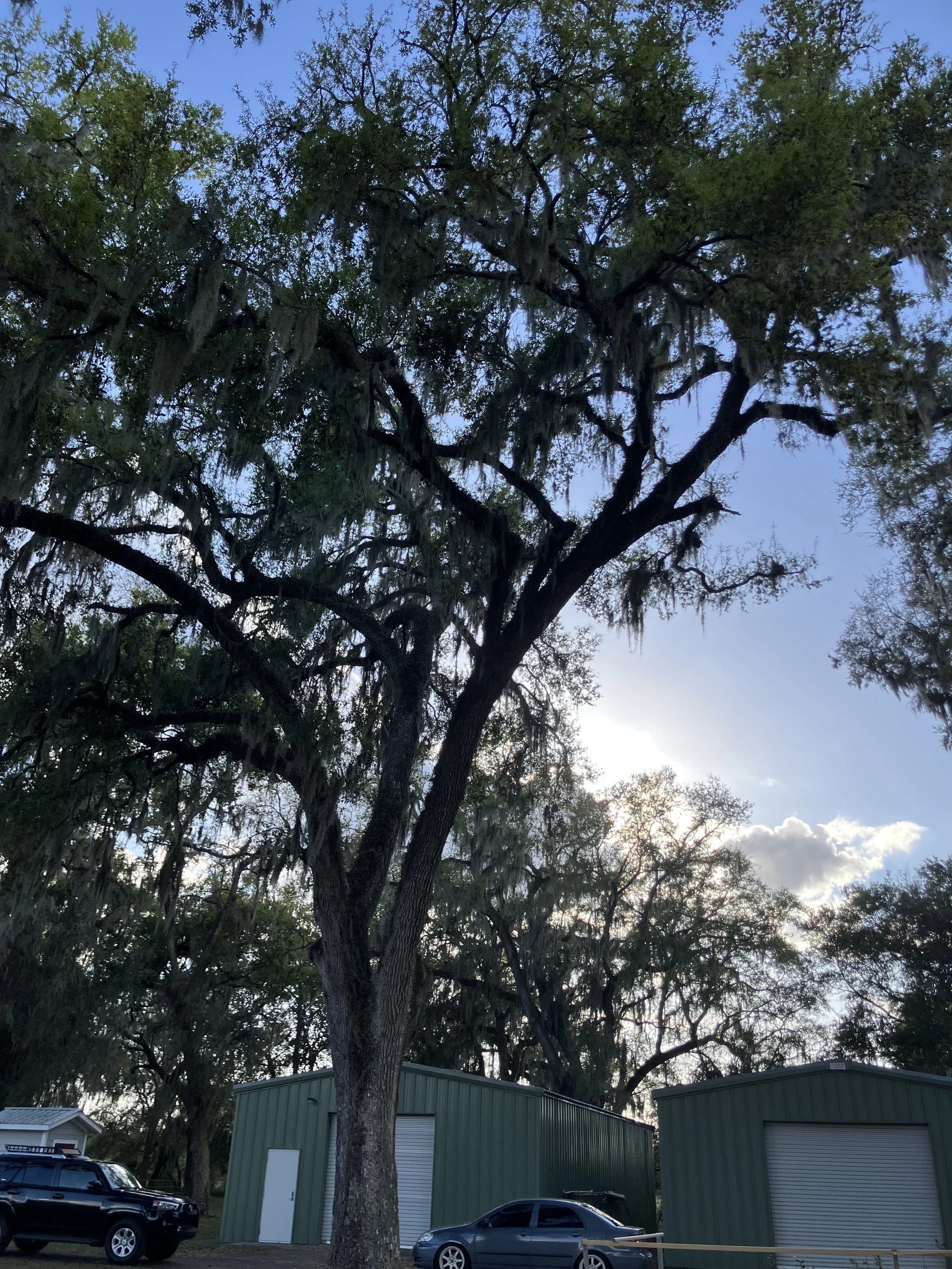 Tree Risk Assessment vs. Tree Removal: What's the Difference?