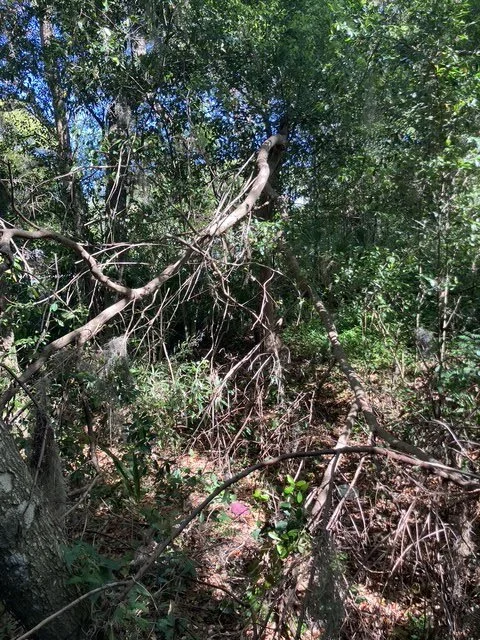 What to Ask Before Hiring an Arborist Expert for Litigation