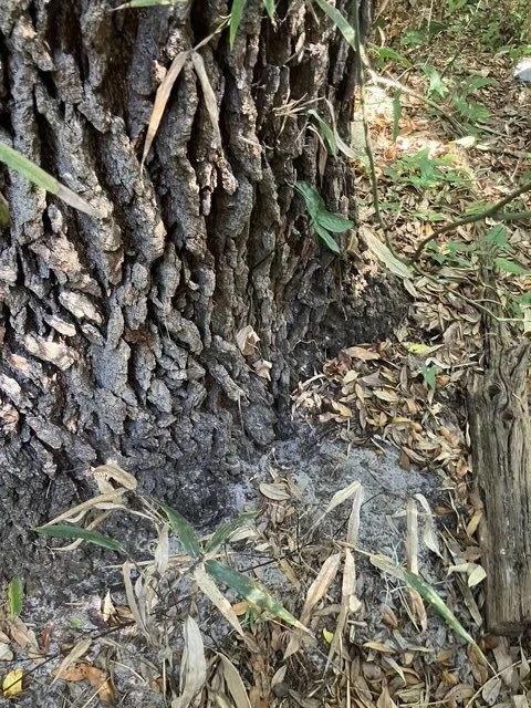 Soil Amendment for Florida Trees: What It Is, When It Matters, and Why Sandy Soil Isn't Always the Problem