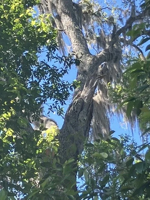 Drought, Then Flooding: Why Central Florida Oaks Are Failing Right Now