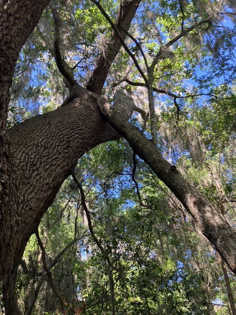 Large mature live oak canopy in Central Florida — assessed by an ISA Certified Arborist for an insurance appraisal report