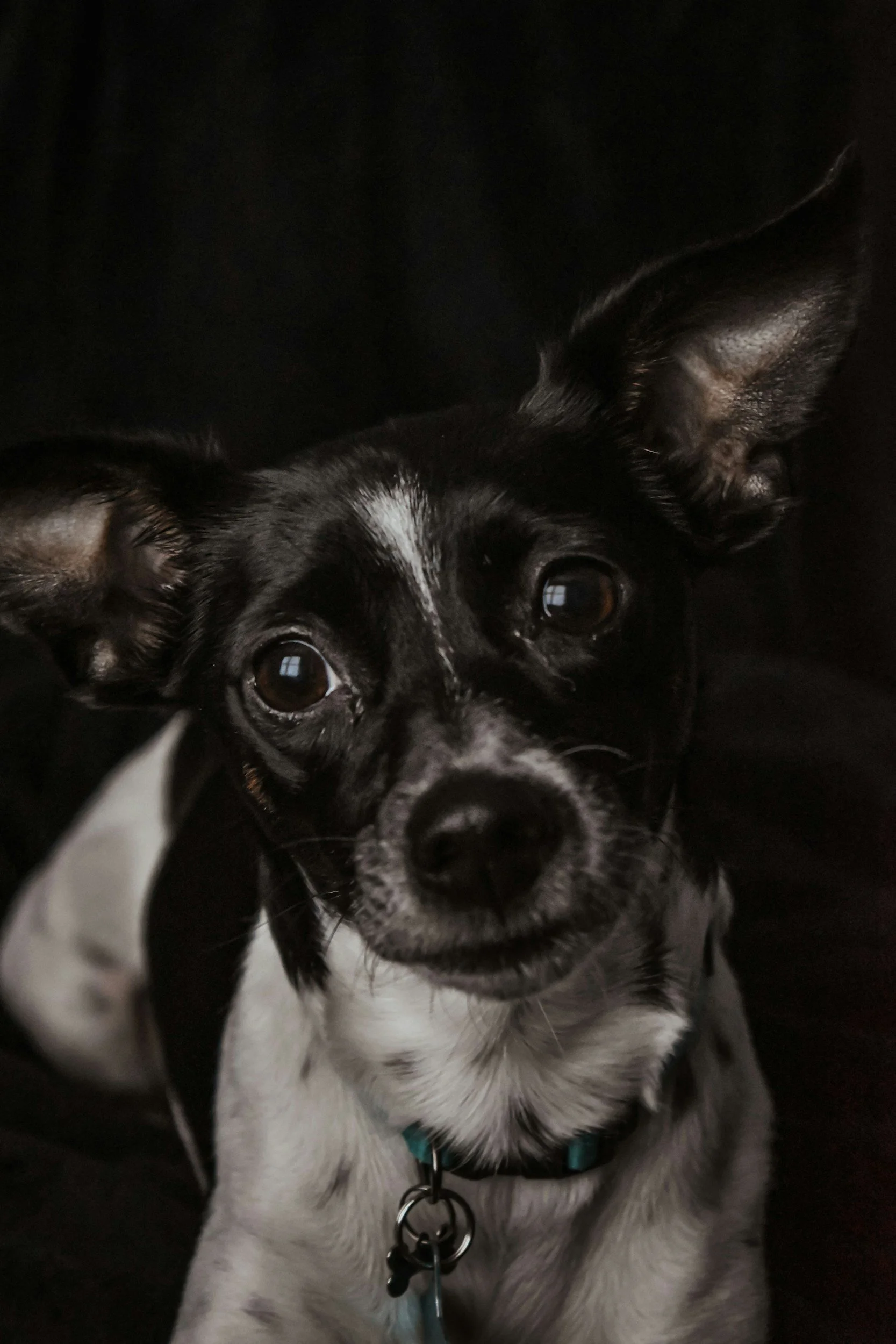 More Than Companionship. How Pet Therapy Helps People With Dementia, Physical Disabilities, and Depression, Along With the People Who Care for Them