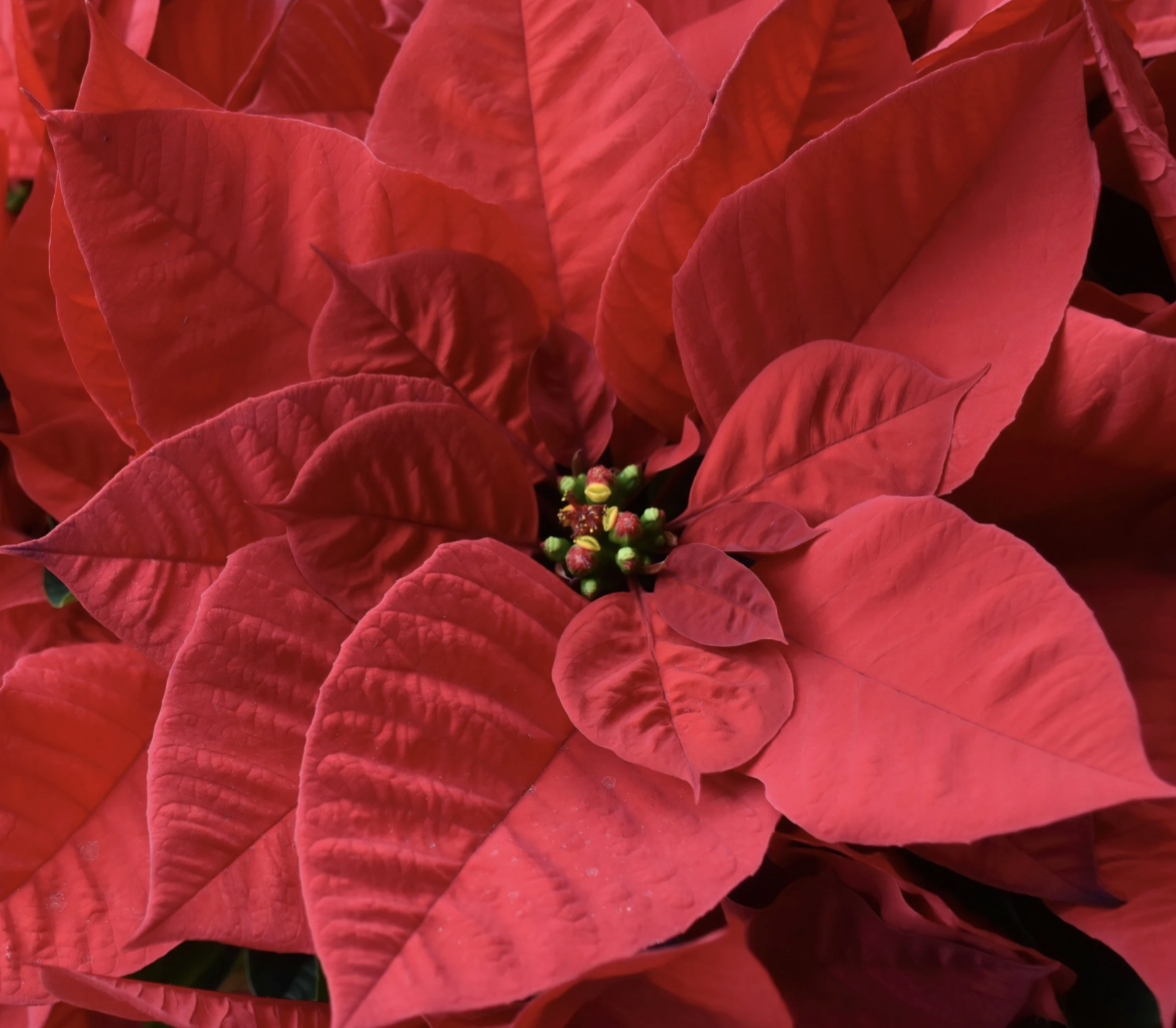 Tis the Season Holiday Luncheon (Copy)