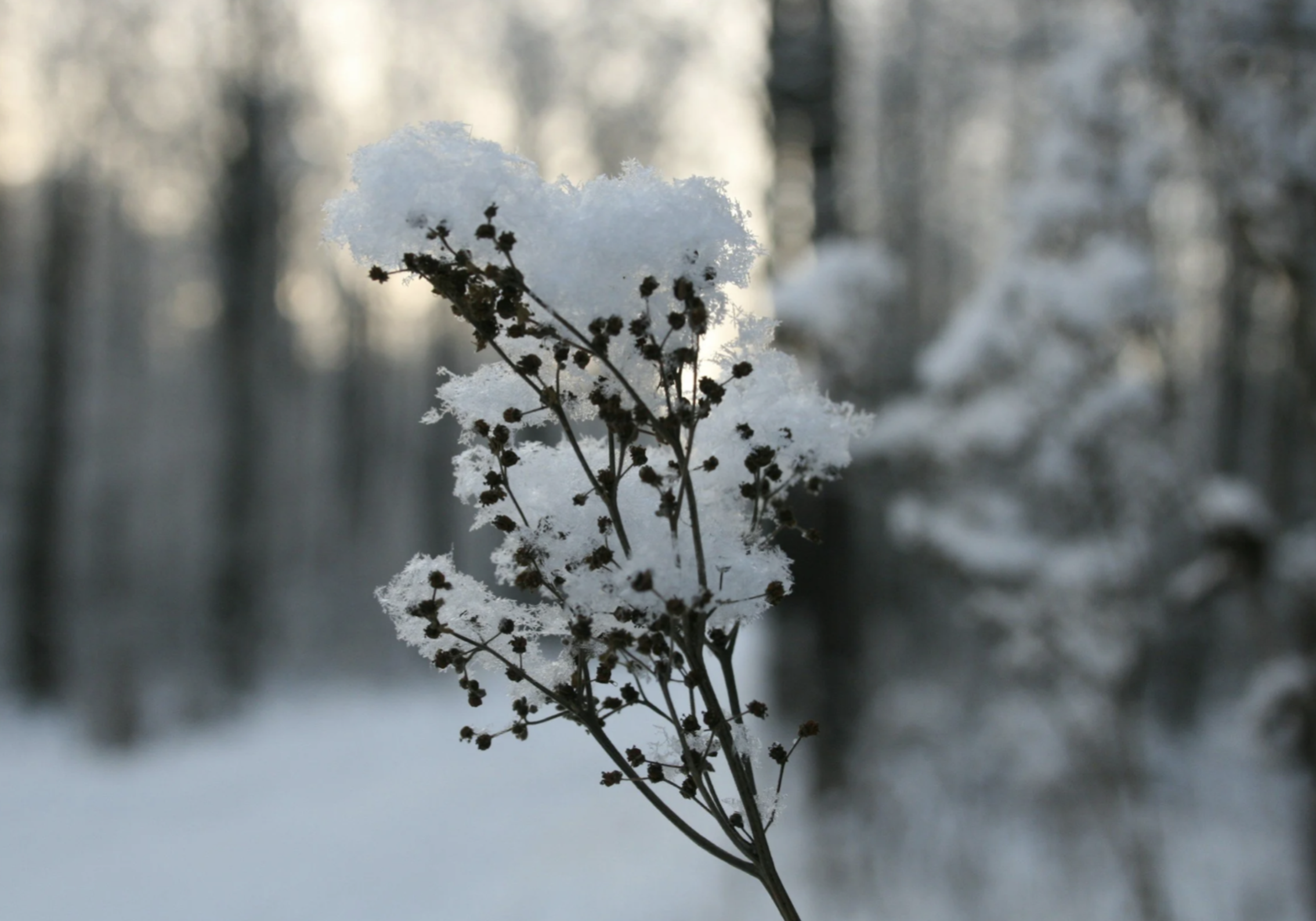 “Sow” Think Spring