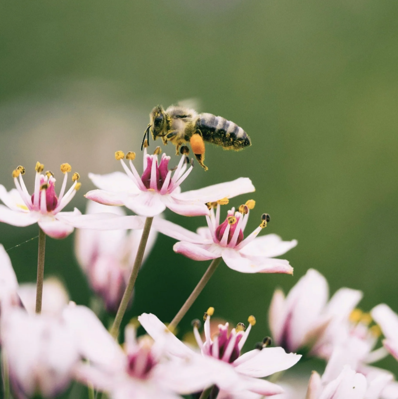 PROGRAM: Habitat Hero: Saving Native Pollinators Through Community Action