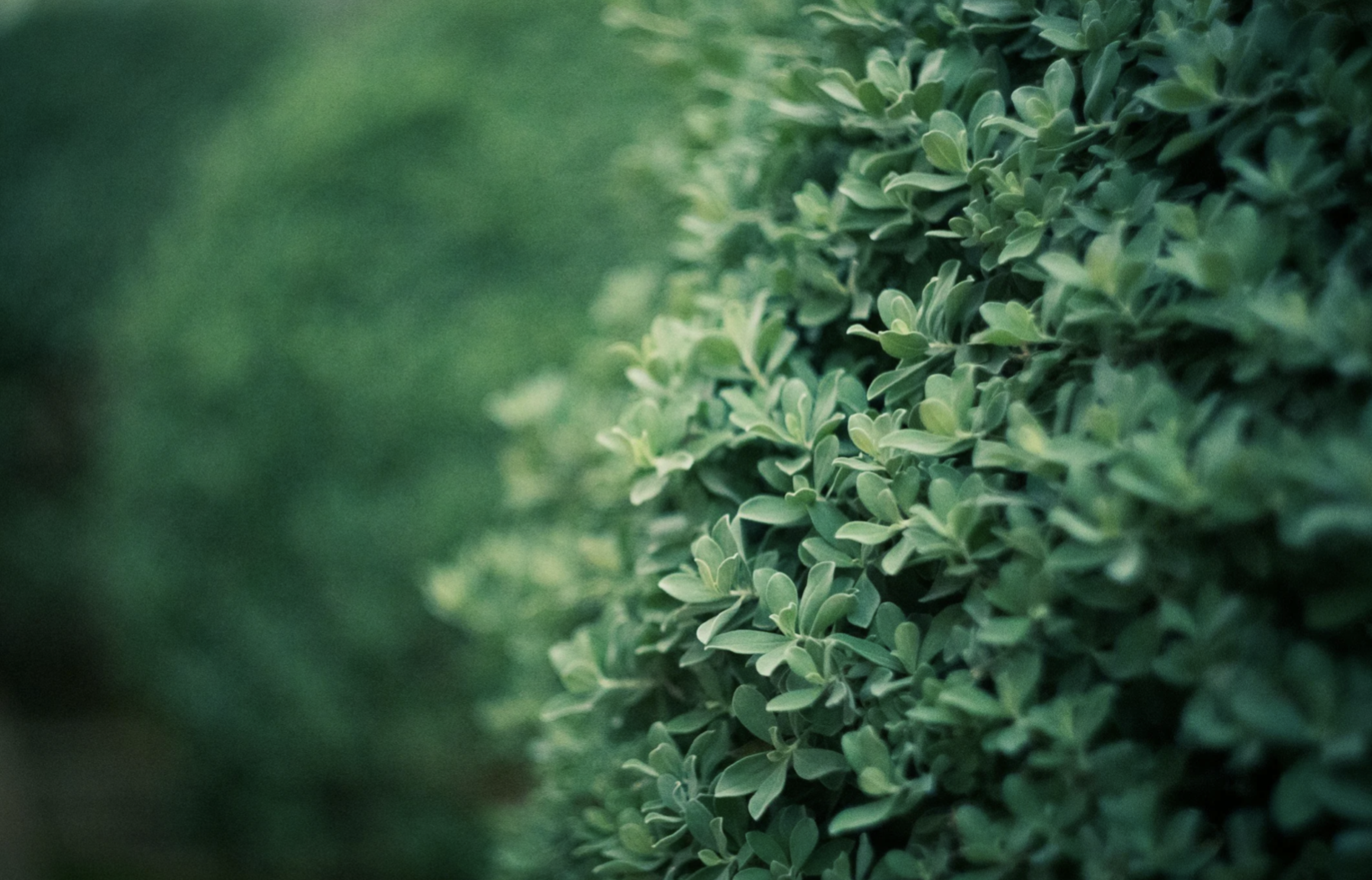 PROGRAM: Beautiful and Smart: Hardworking Shrubs That Shine