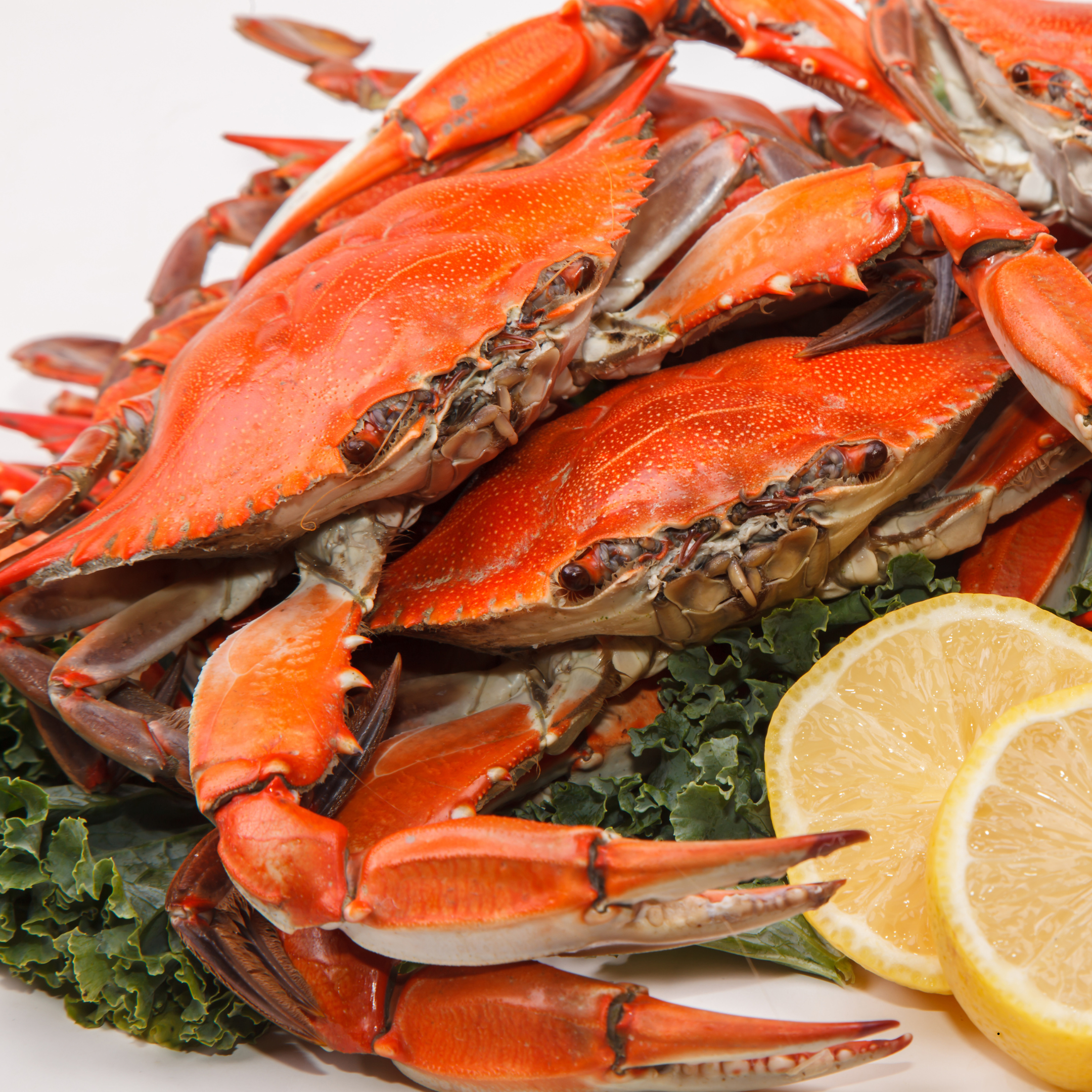 Steamed Crabs Canva 1080 x 1080.png