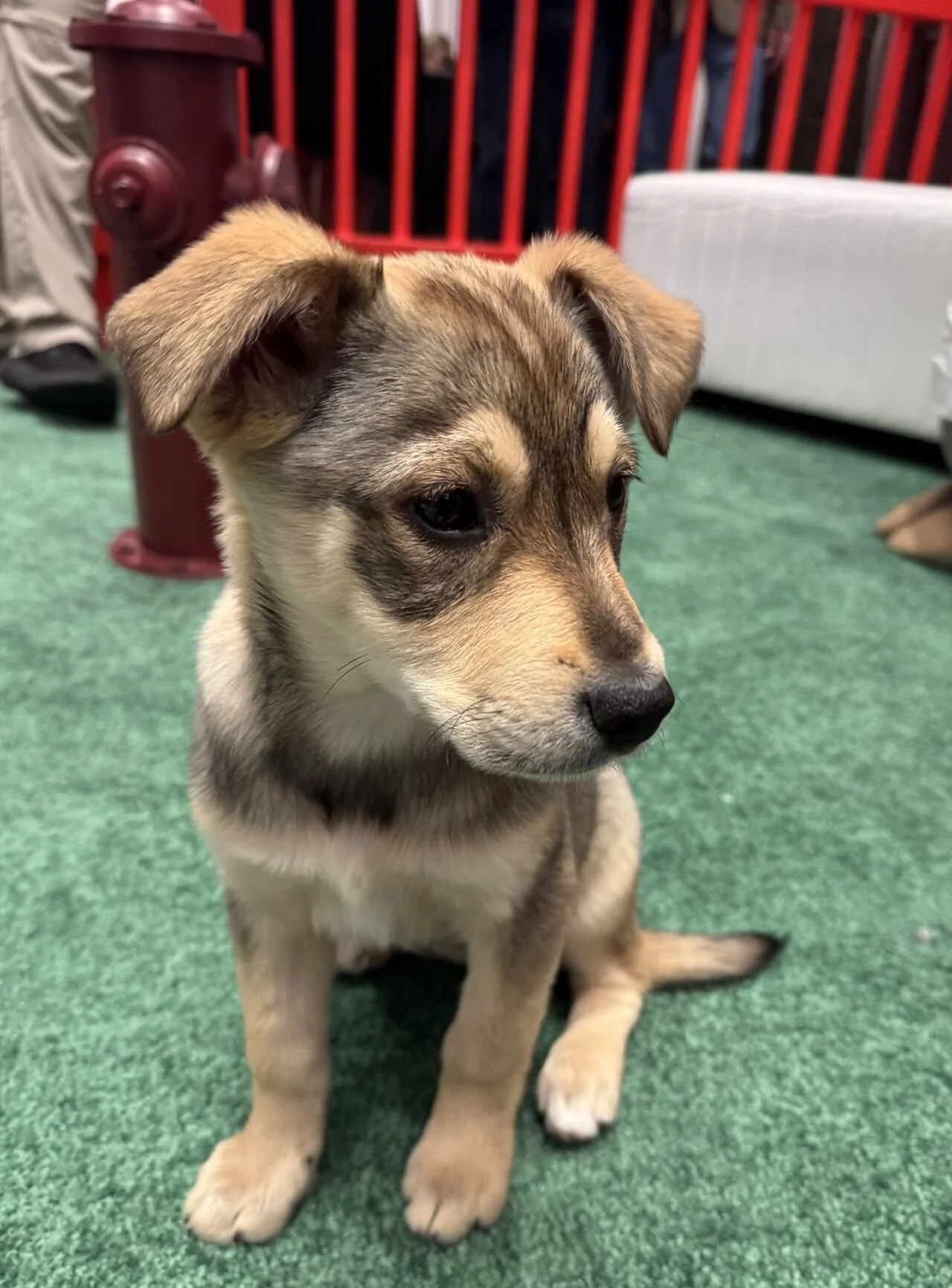 "Improv" our honorary mascot