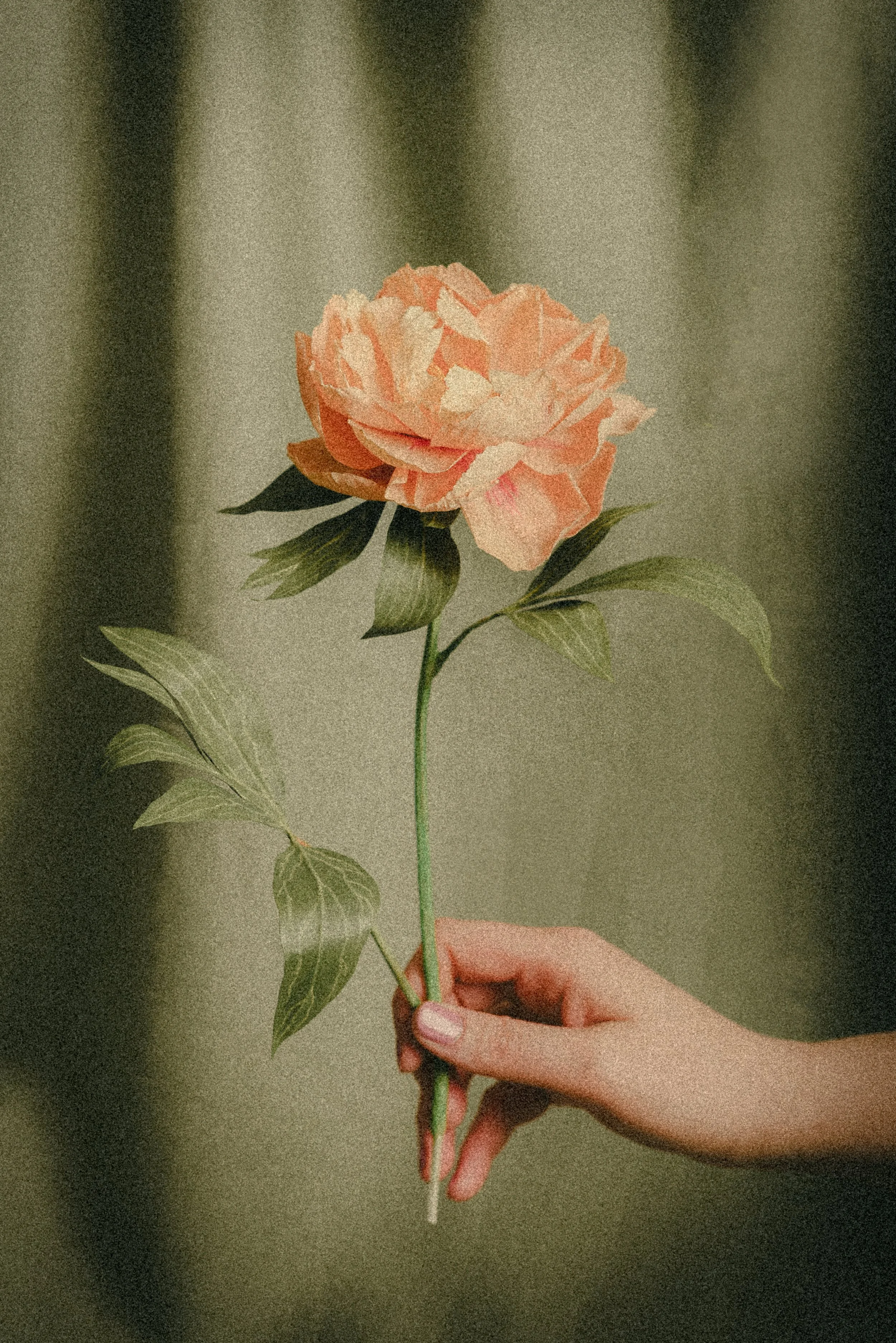 2026_03_KirstieFox_GoldenAgeBotanicals-12.jpg
