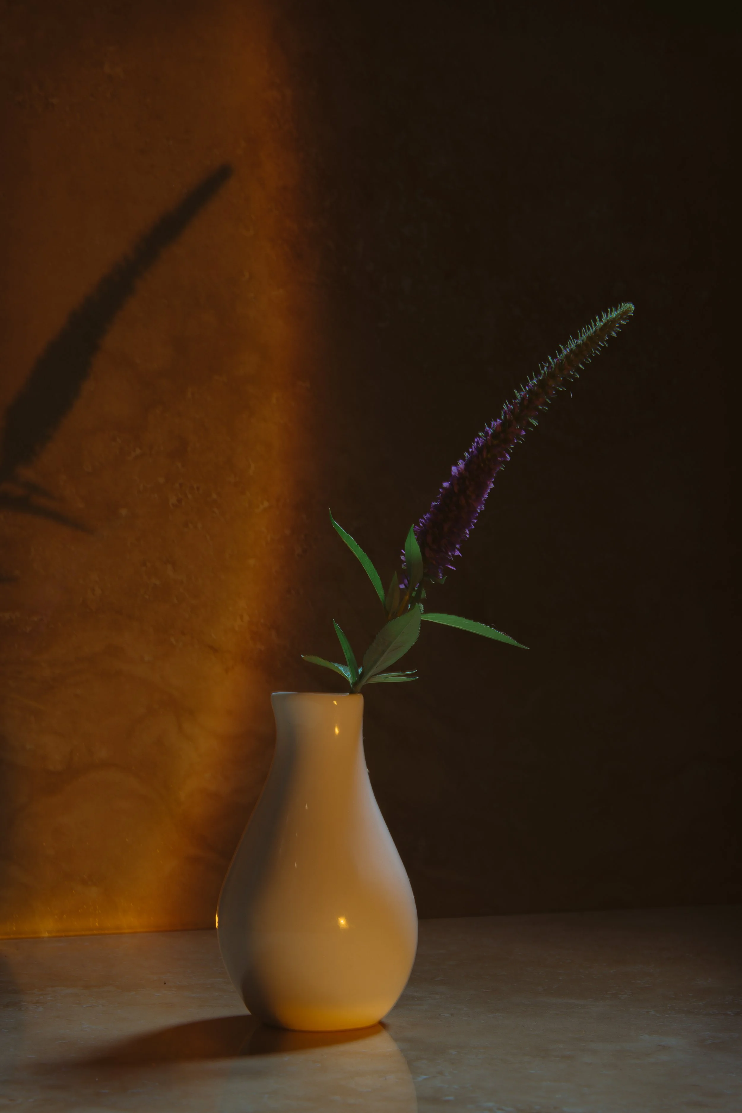 A single purple flower in a white vase with a shadow cast on the wall behind it.