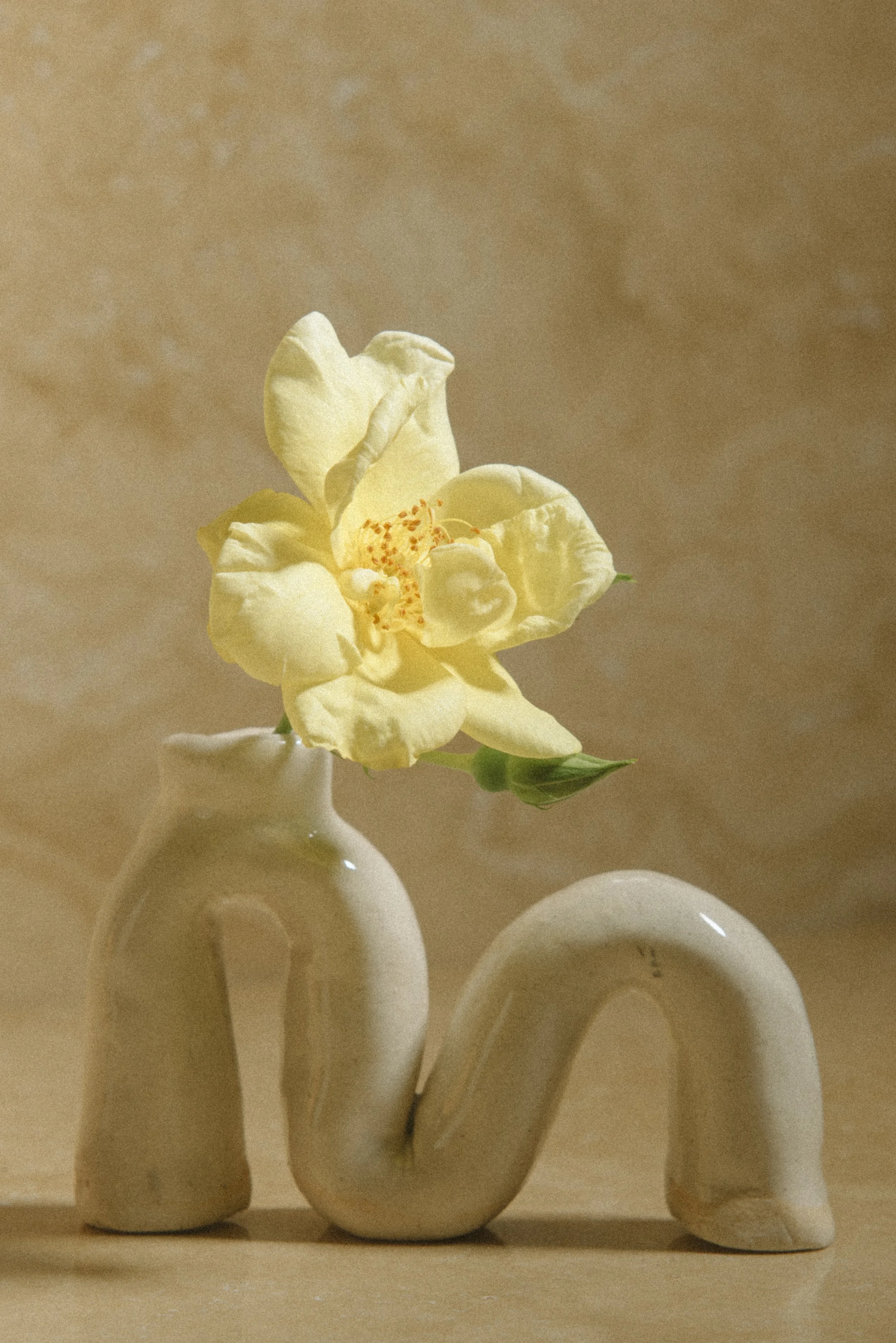 A yellow flower in a small white vase with a unique, curved shape, set against a warm beige background.