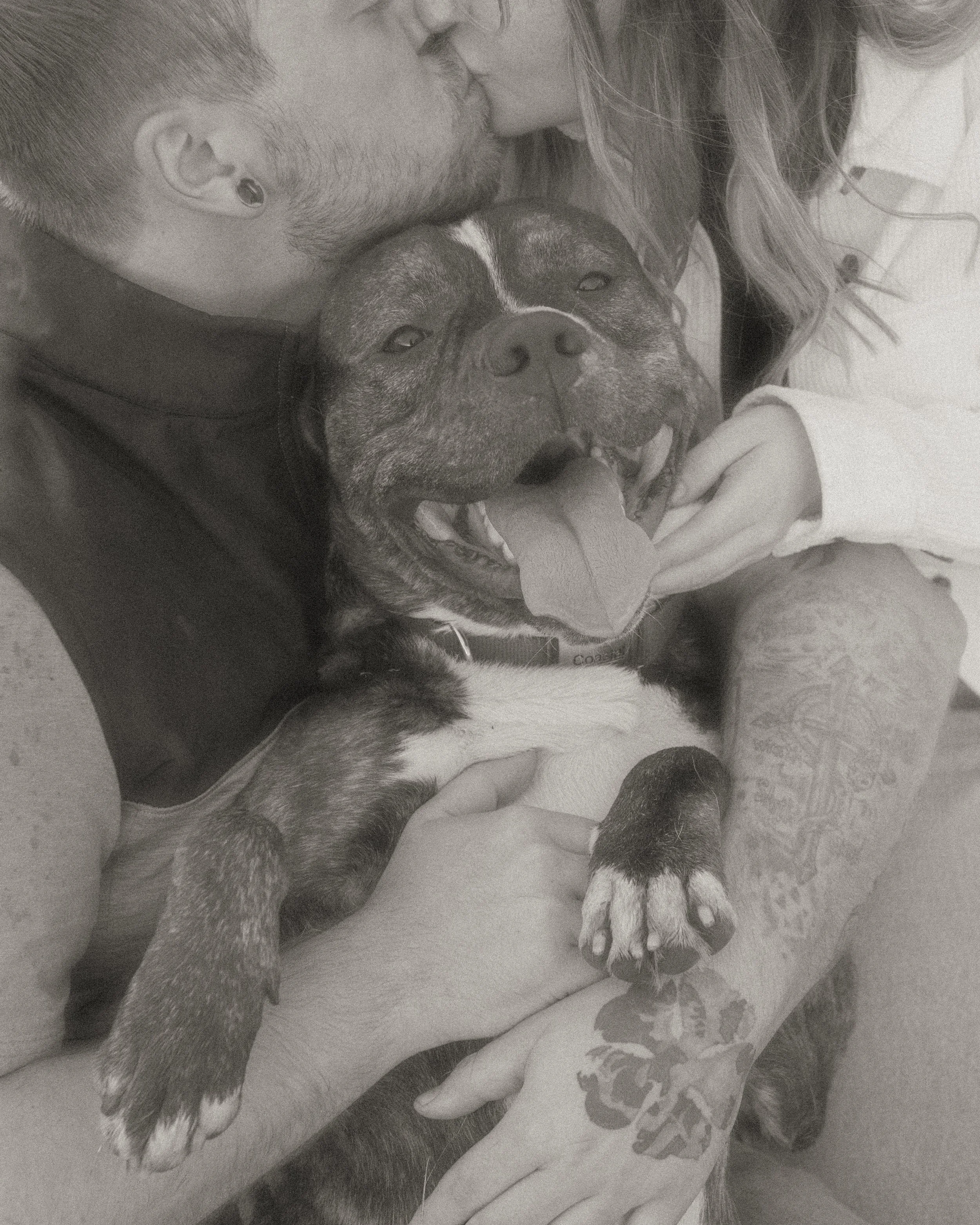 Two people kissing and holding a smiling brindle dog with its tongue out.