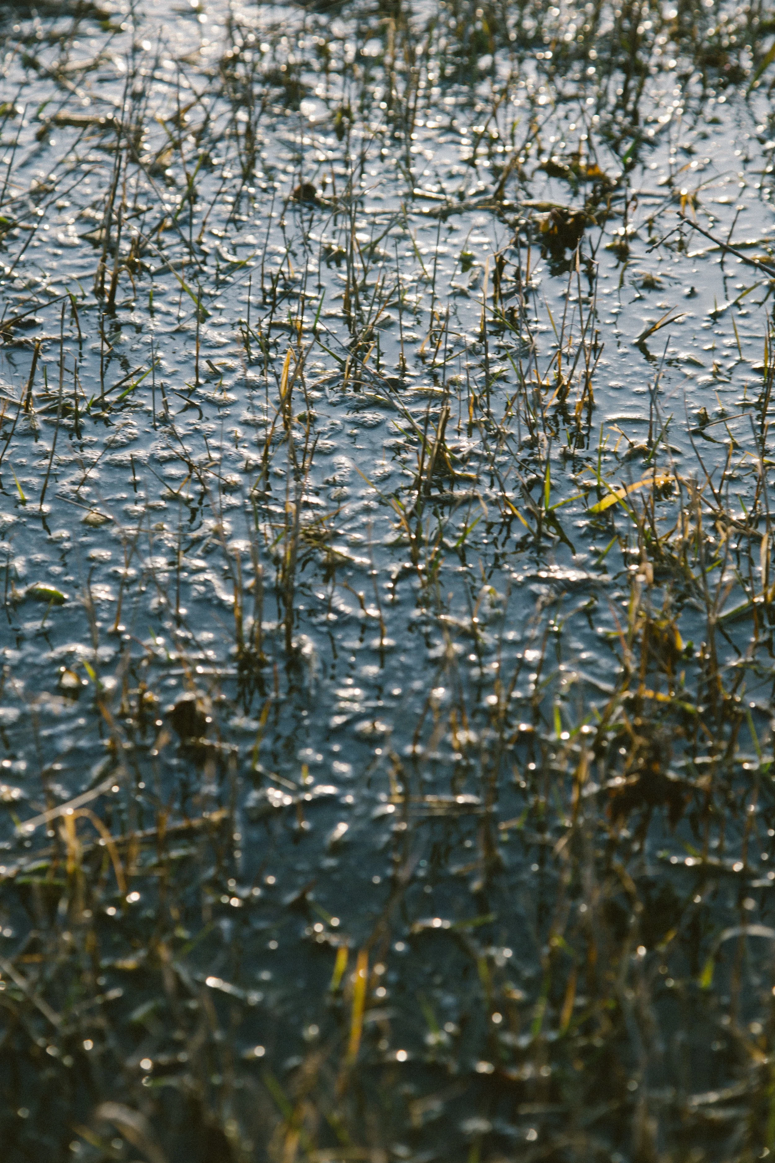 Close-up of wet grass and muddy ground with small bubbles and water droplets.