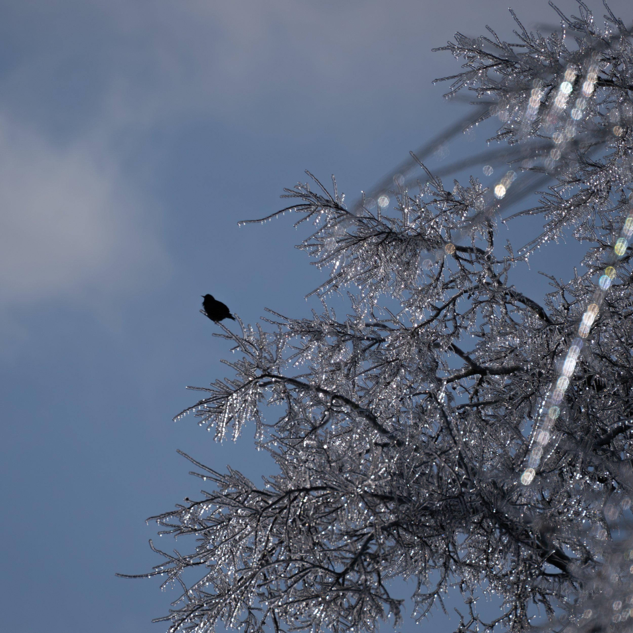 A silhouette of a bird perched on icy tree branches against a blue sky.