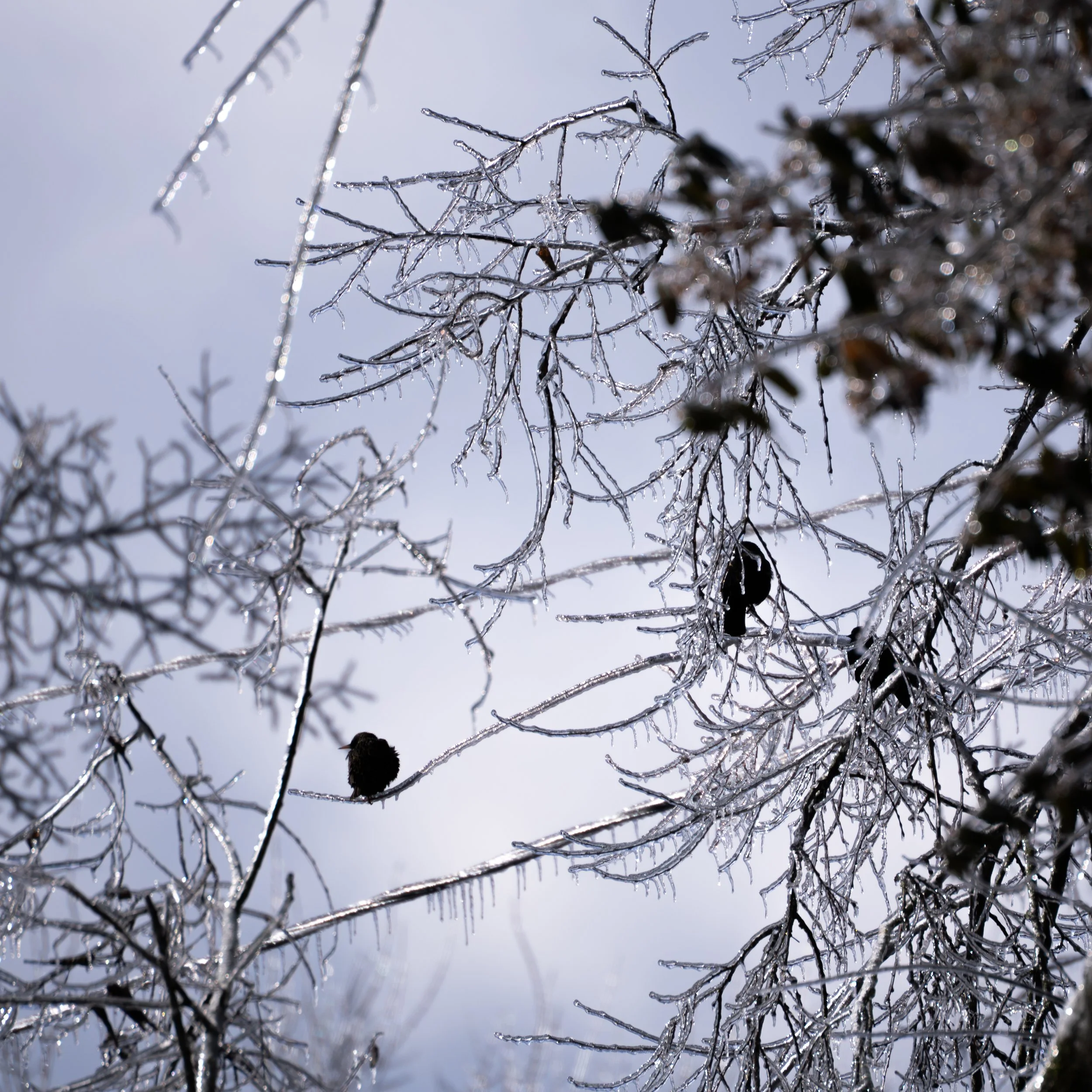 Starlings on Iced Branches