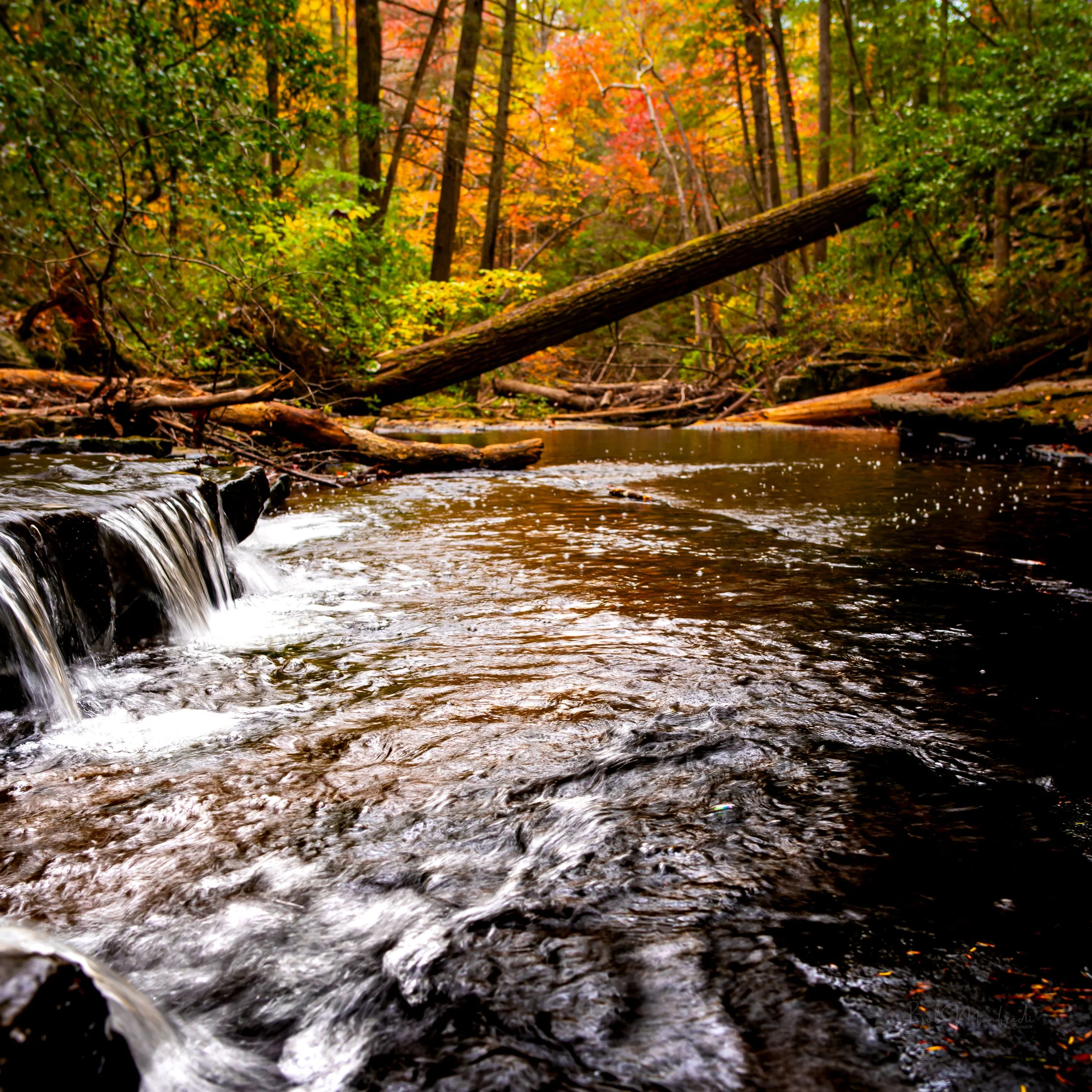 Autumn Beauty at Fiery Gizzard State Park, Tennessee