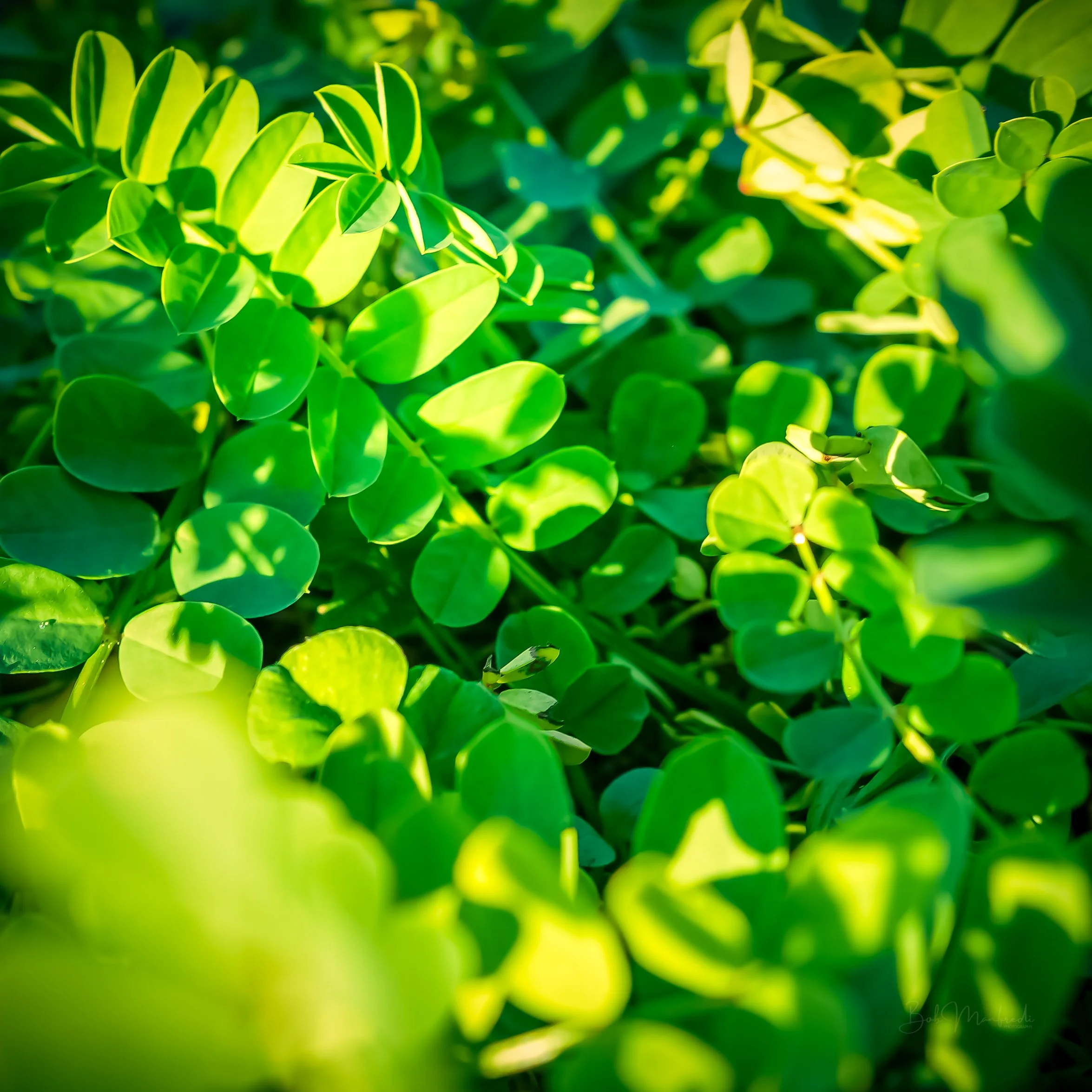 Life with green glasses