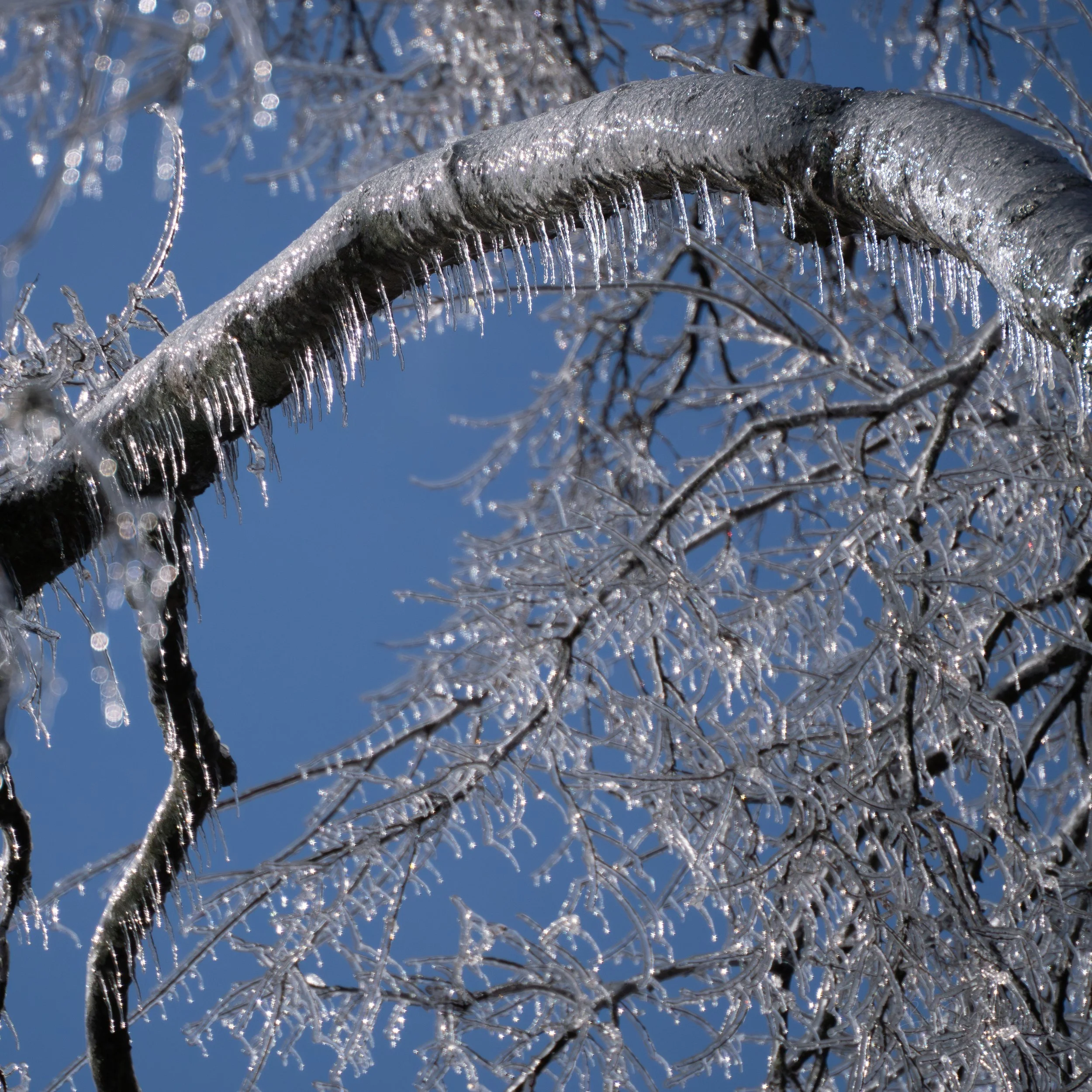 Tree branch covered in ice