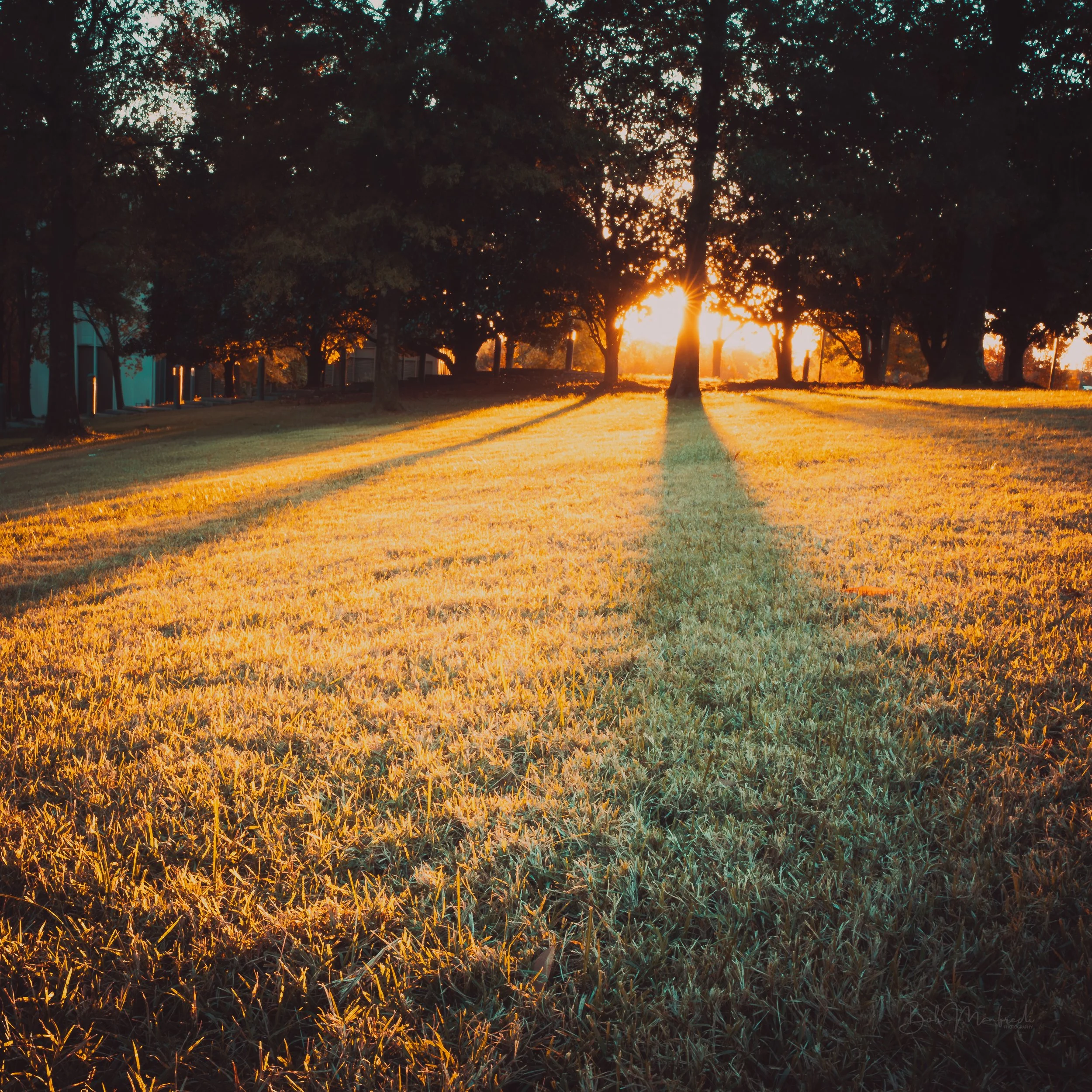 Sunset beams on Grass