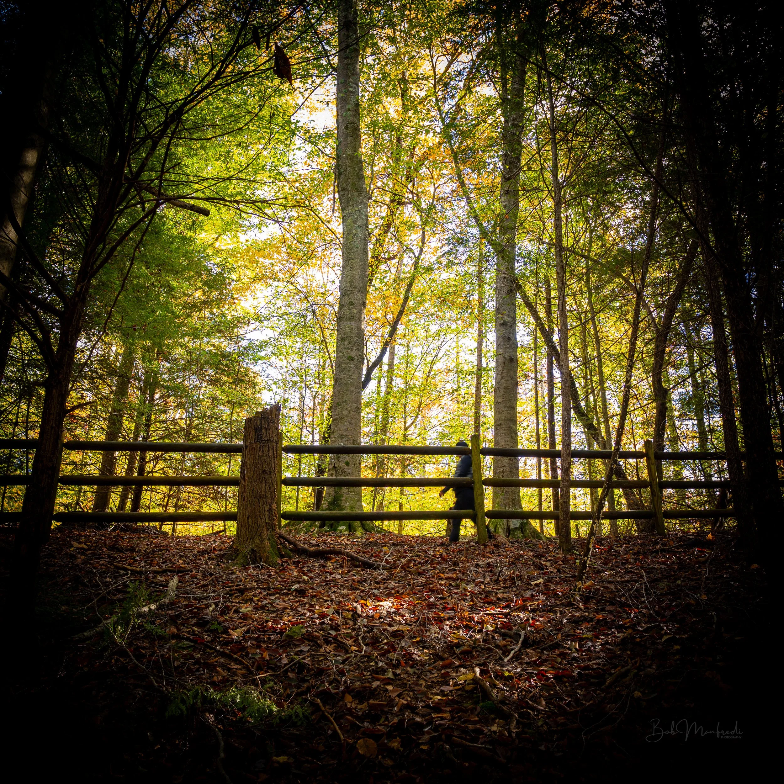 Autumn Wooded Wondering