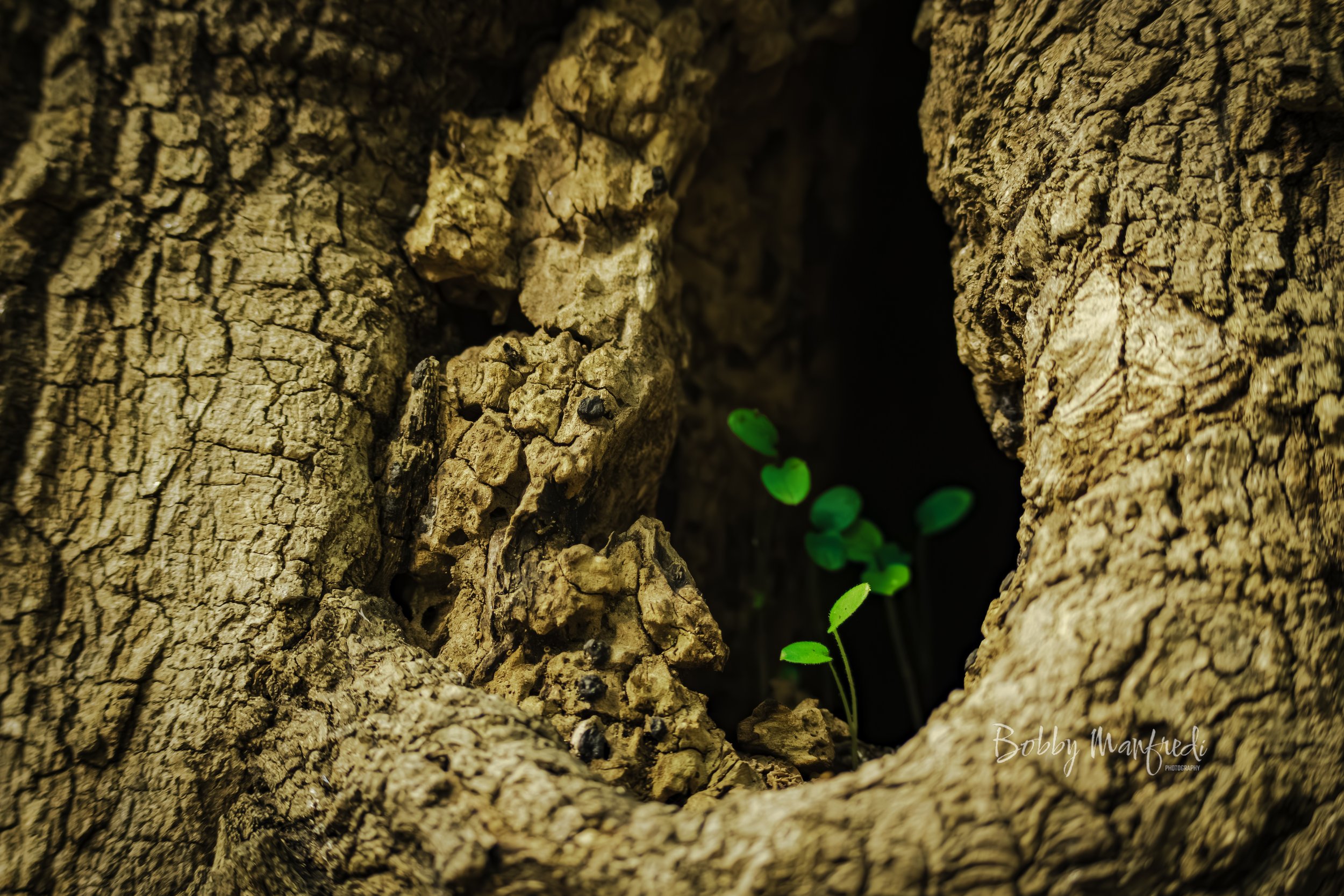 Close-up of a tree trunk with a hollow opening, inside which small green seedlings are growing.