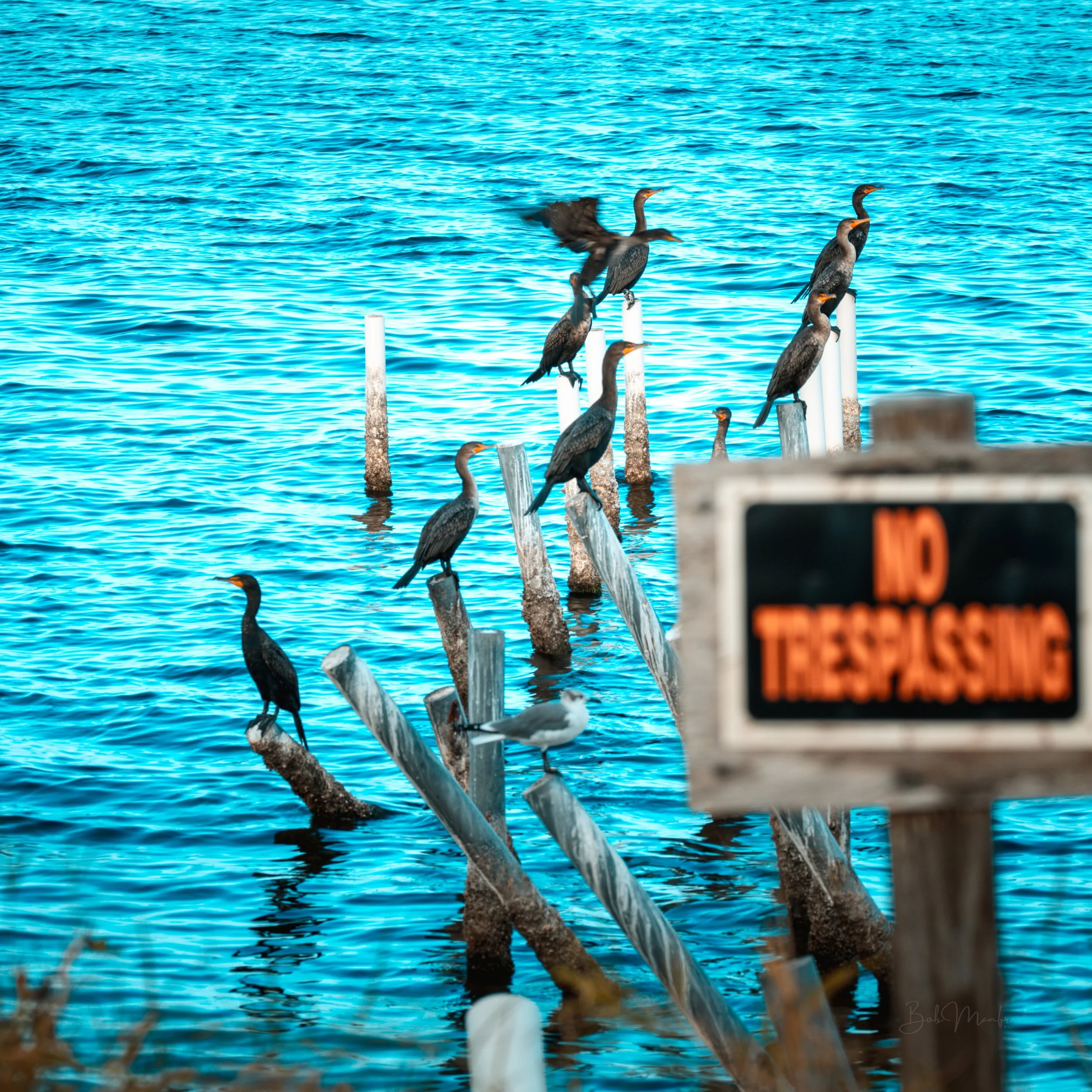 Cormorants ONLY 'No Trespassing' 