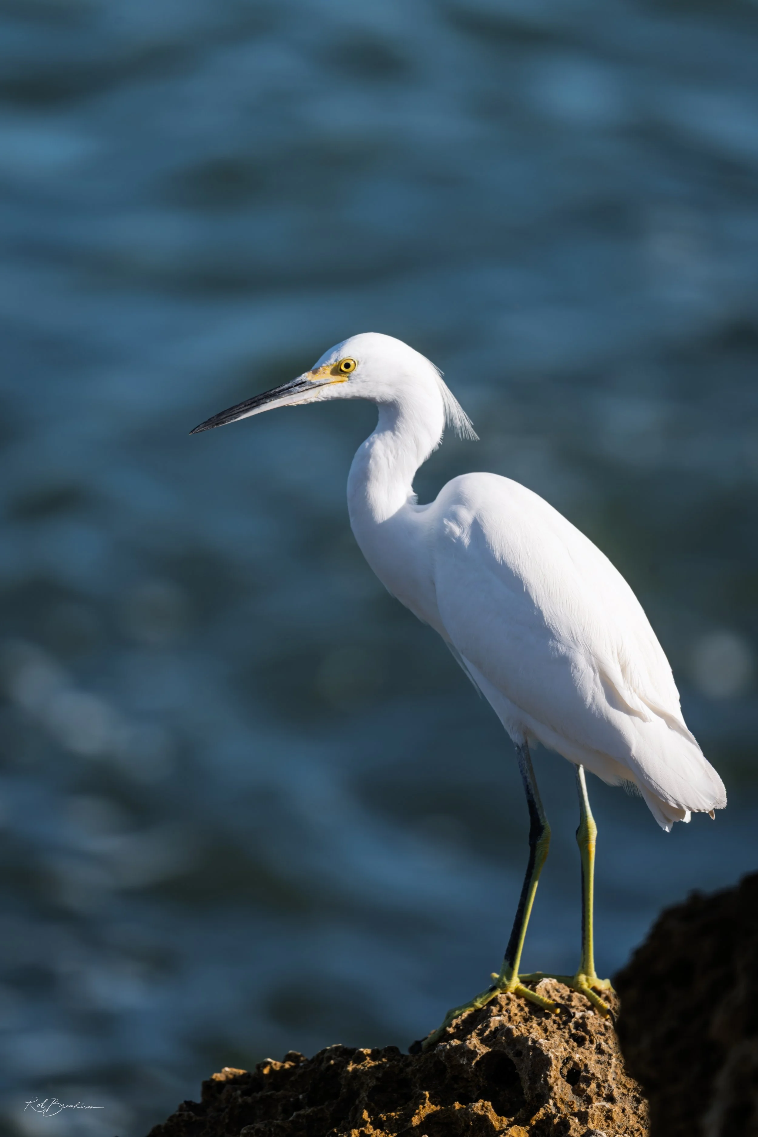 Snowy Egret Fishing