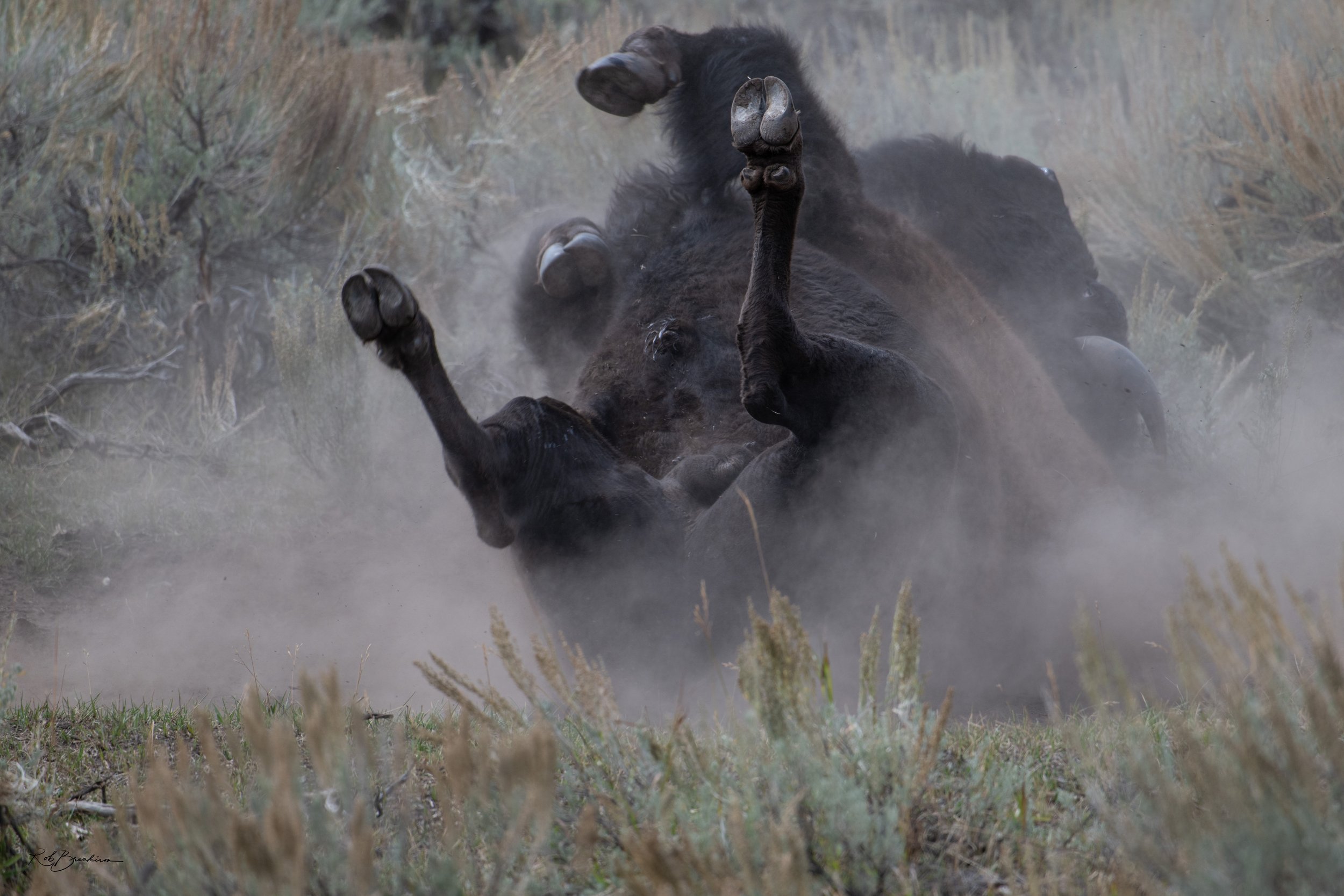 A black bison is rolling in the dust with its legs in the air, surrounded by dry grasses and bushes.