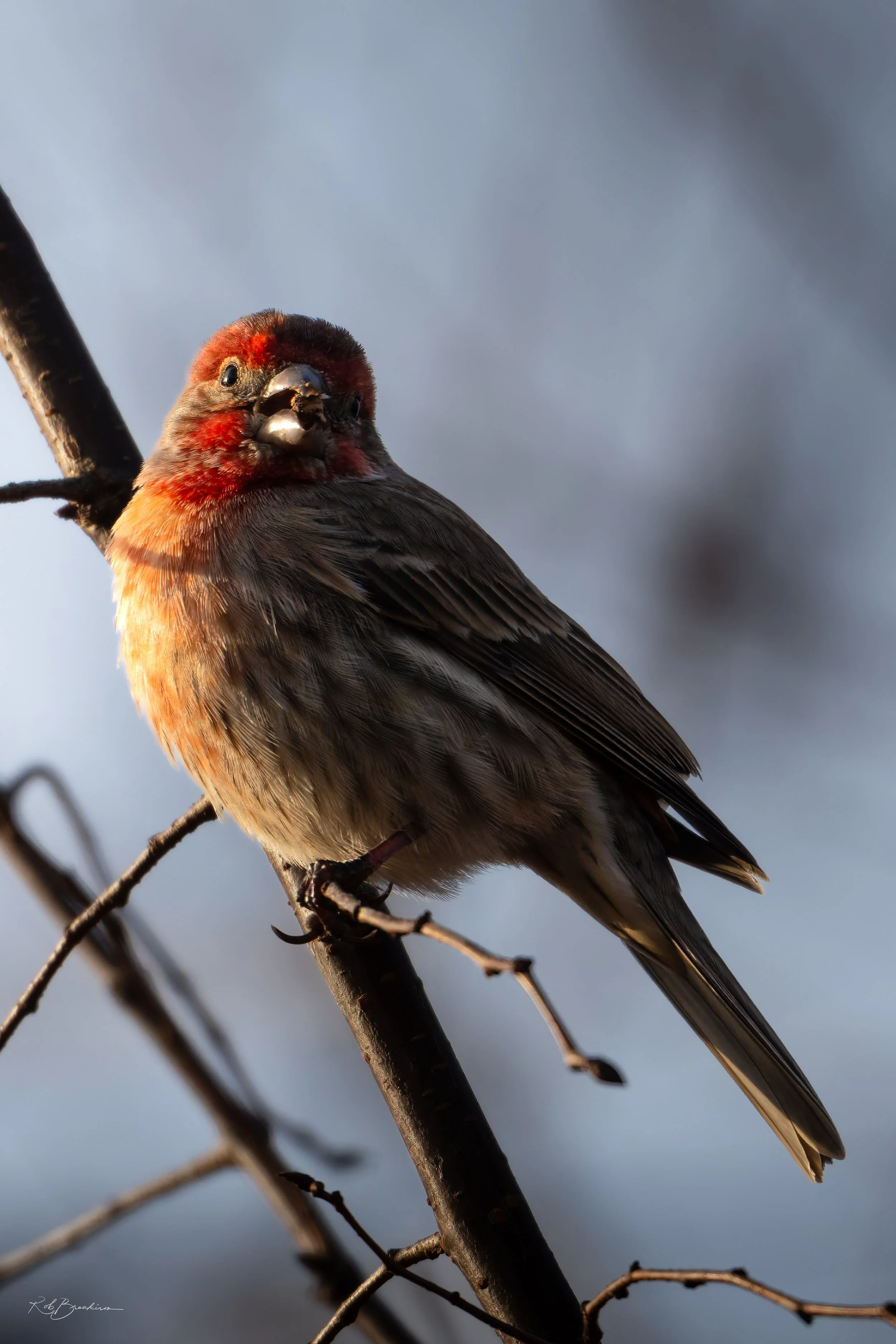 House Finch Chirping