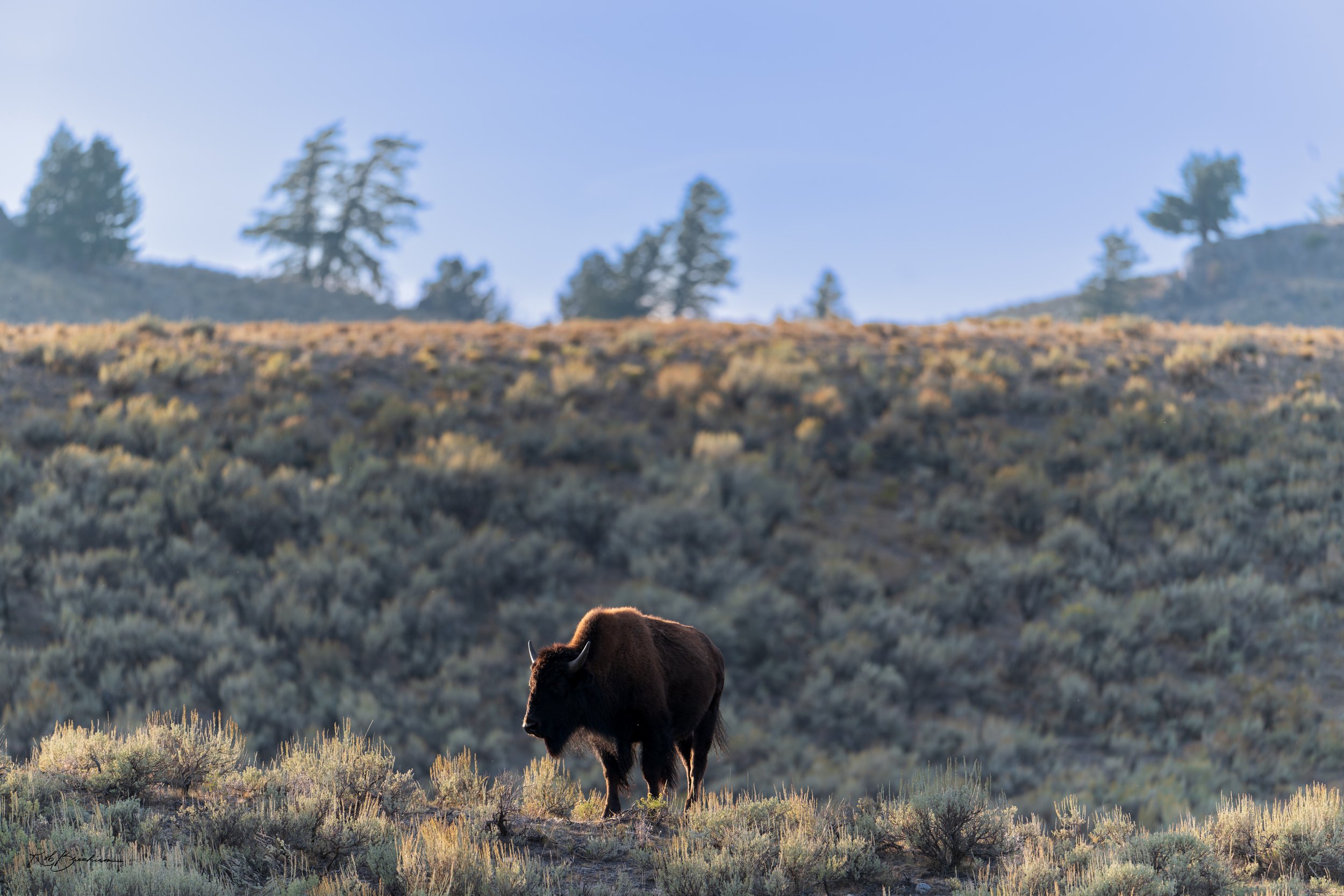 A bison standing on a grassy hillside in a dry, open landscape with shrubs and trees in the background.