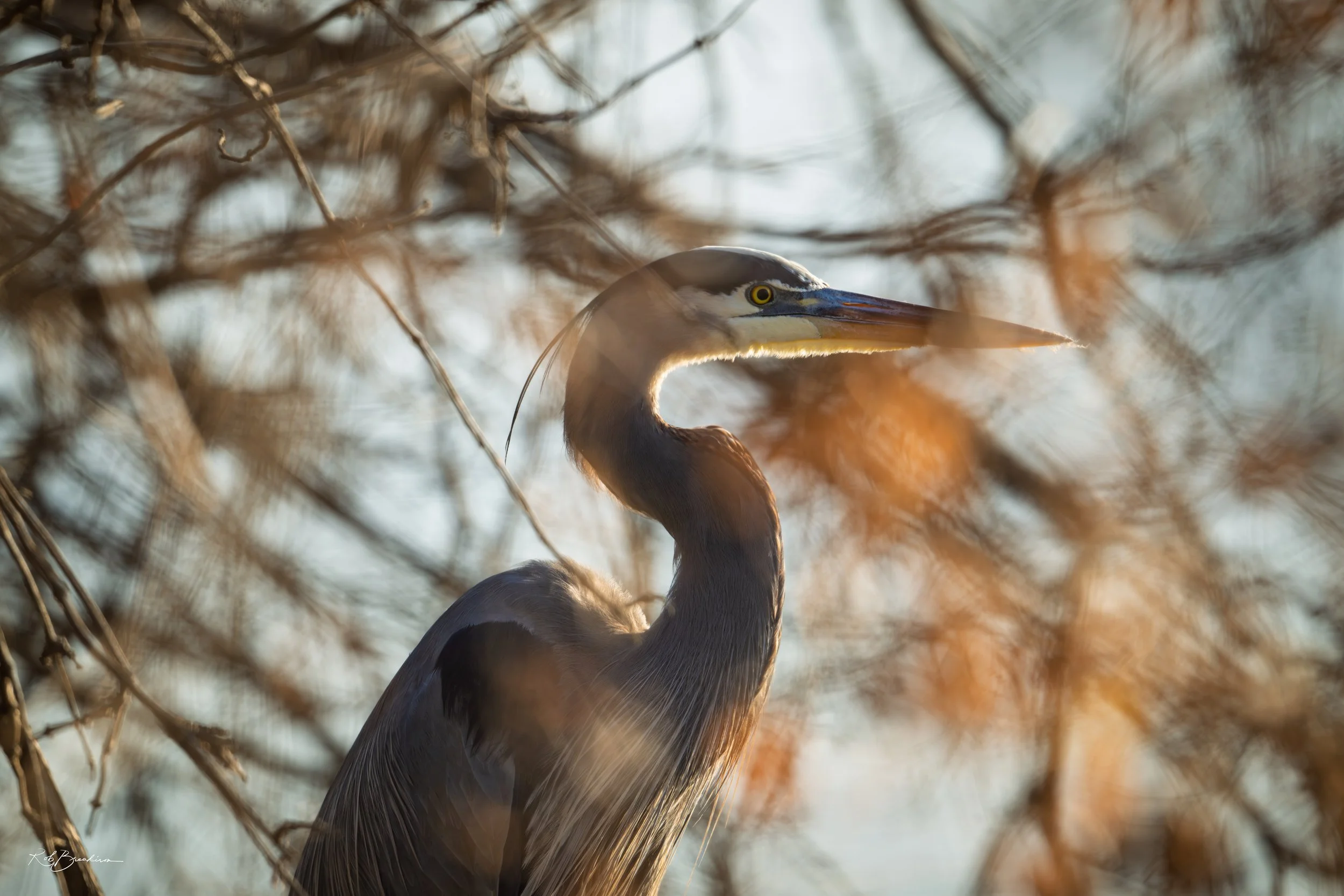 Great Blue Heron in Hiding