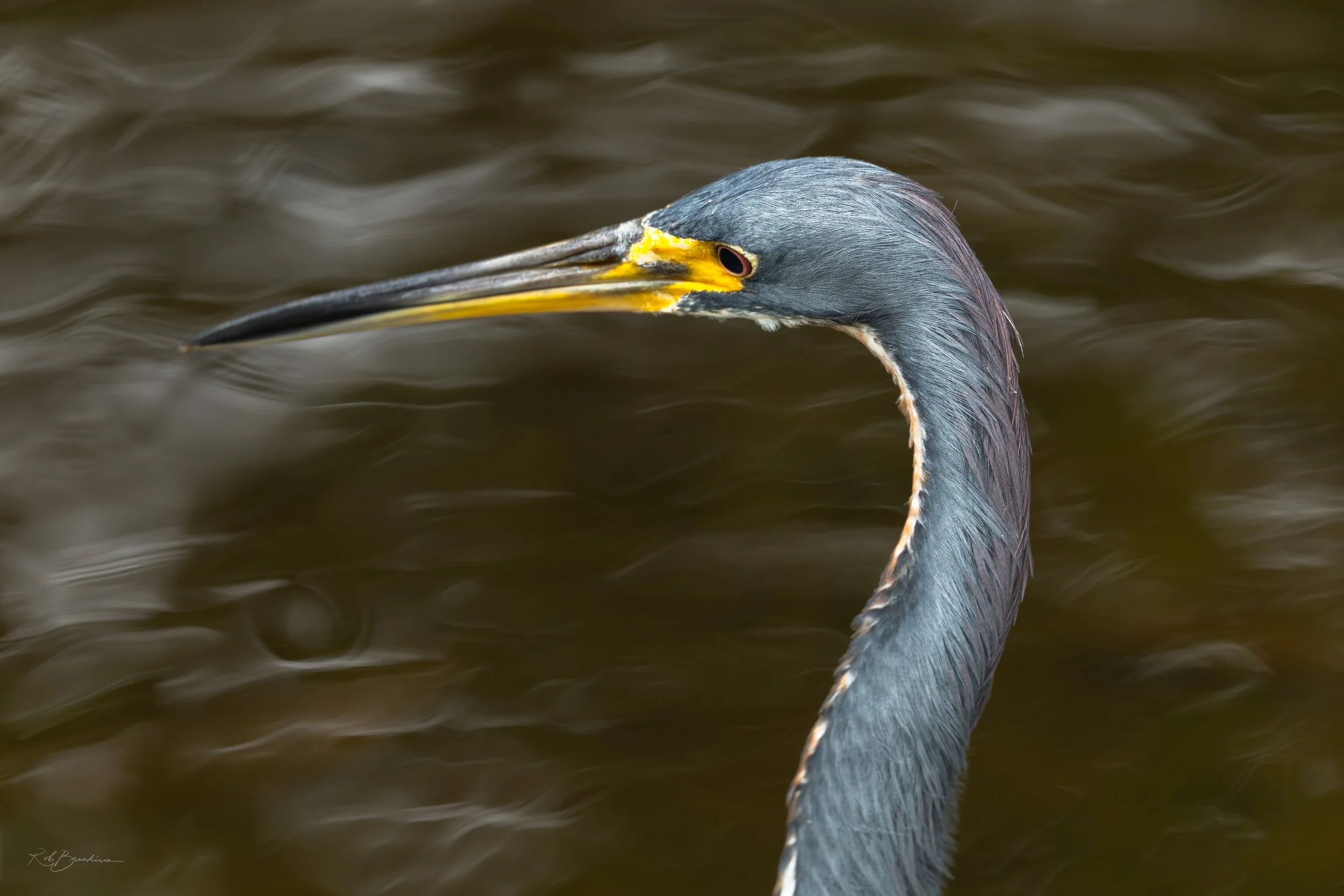 Tricolored Heron