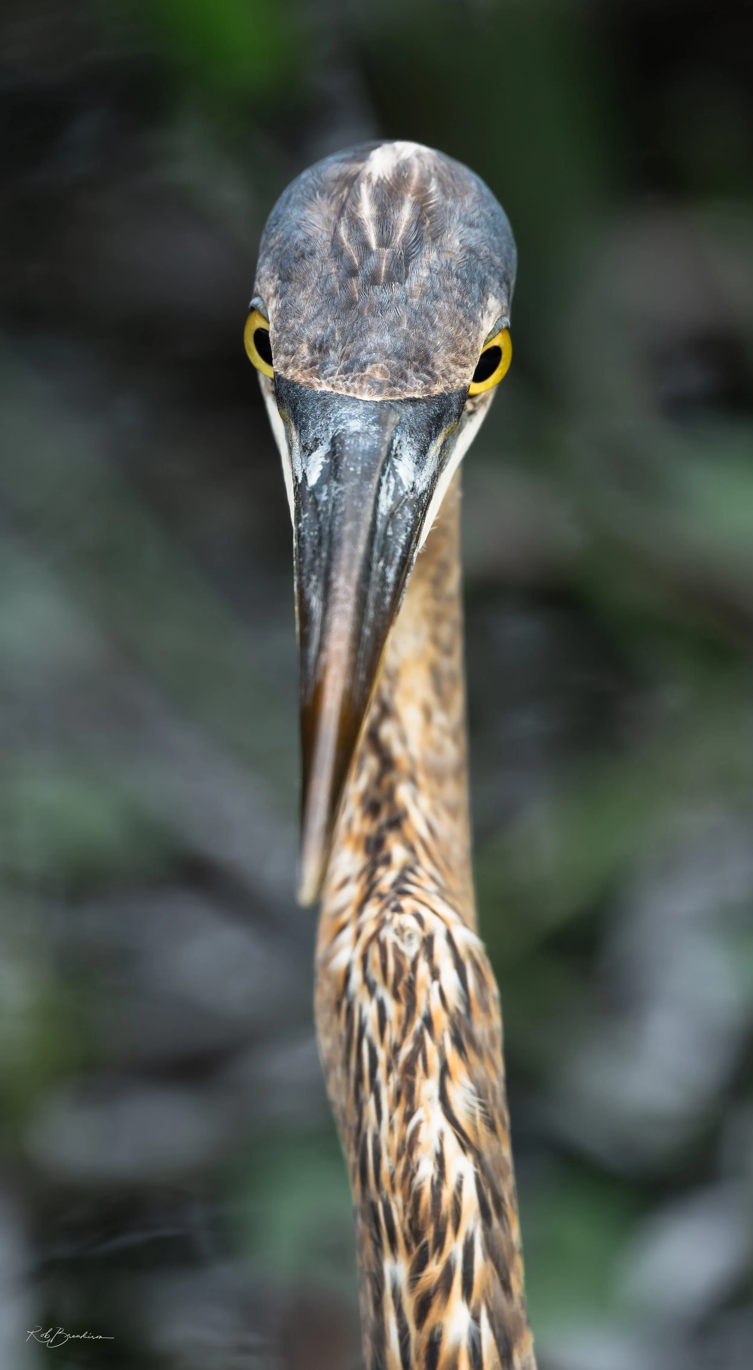 Tricolored Heron Staring