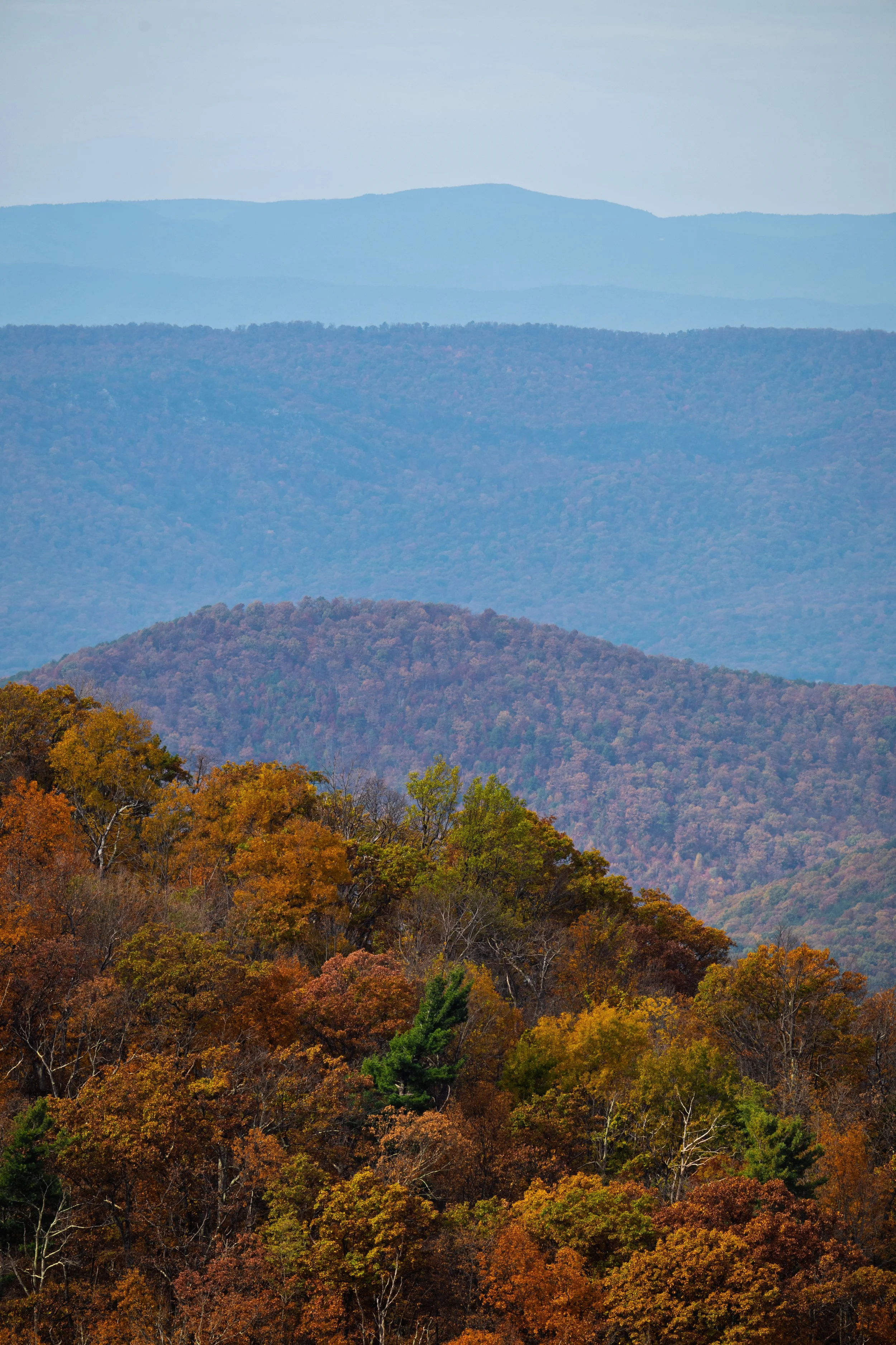 A layered mountain landscape with colorful fall foliage in the foreground and blue rolling mountains in the background.