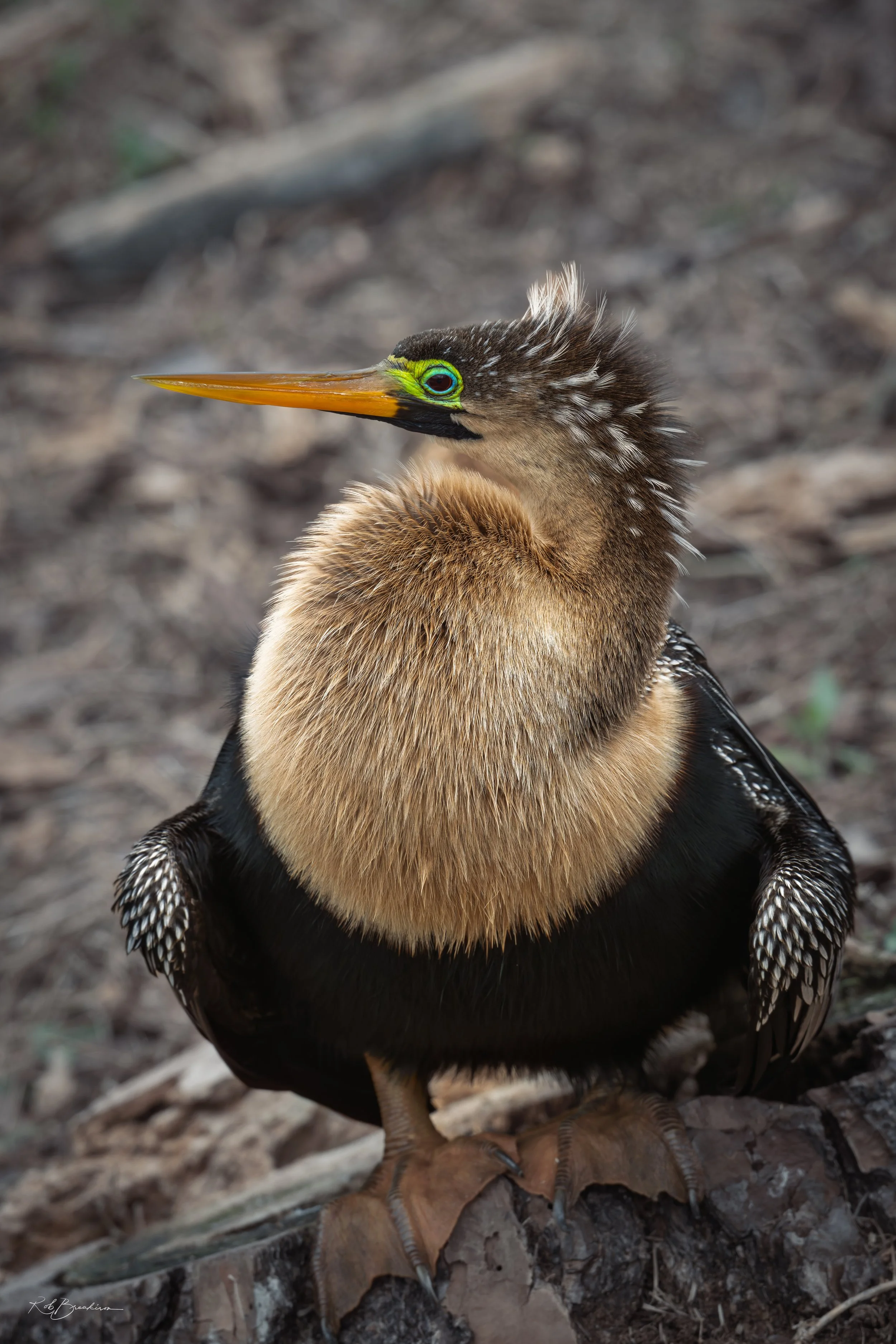 Anhinga Posing