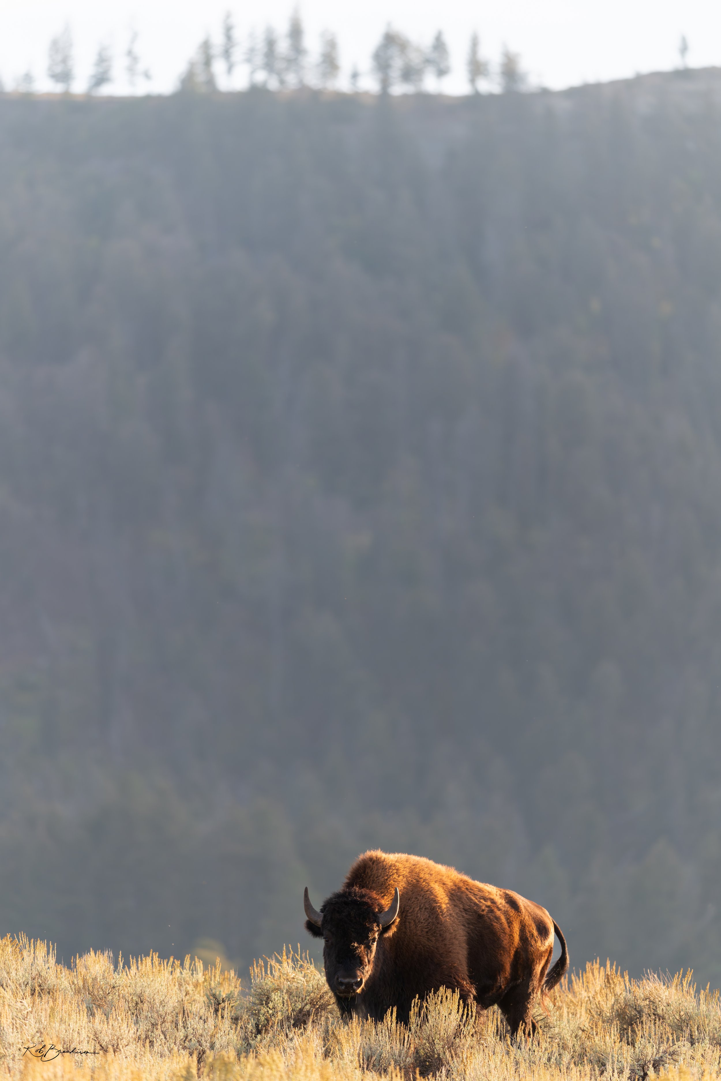 A solitary bison standing on dry grass in a wide open landscape with a mountain range in the background.