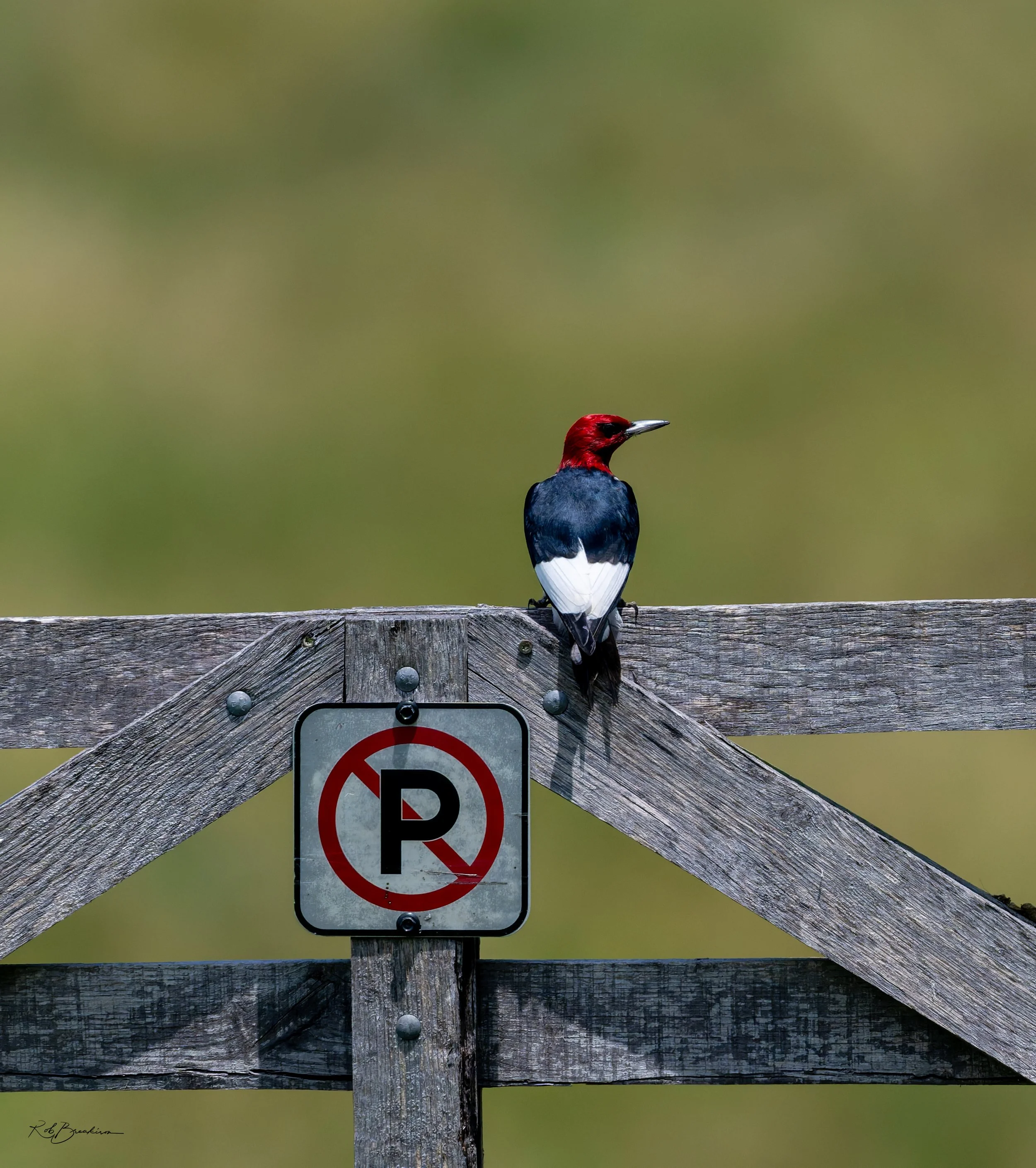 A red-headed bird, possibly a woodcock, sitting on a weathered wooden fence with a no parking sign attached.