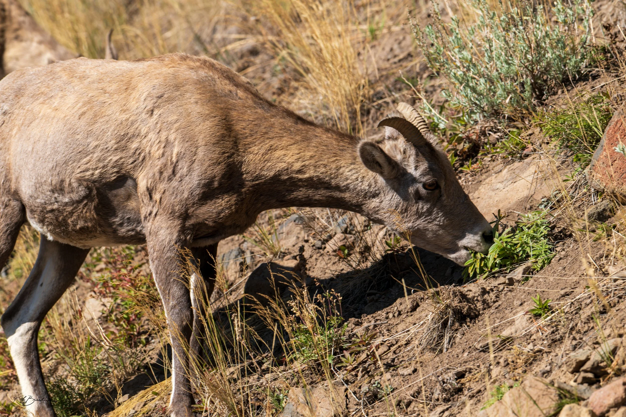 A mountain goat grazing on dry grass and plants on a hillside with rocks and sparse vegetation.