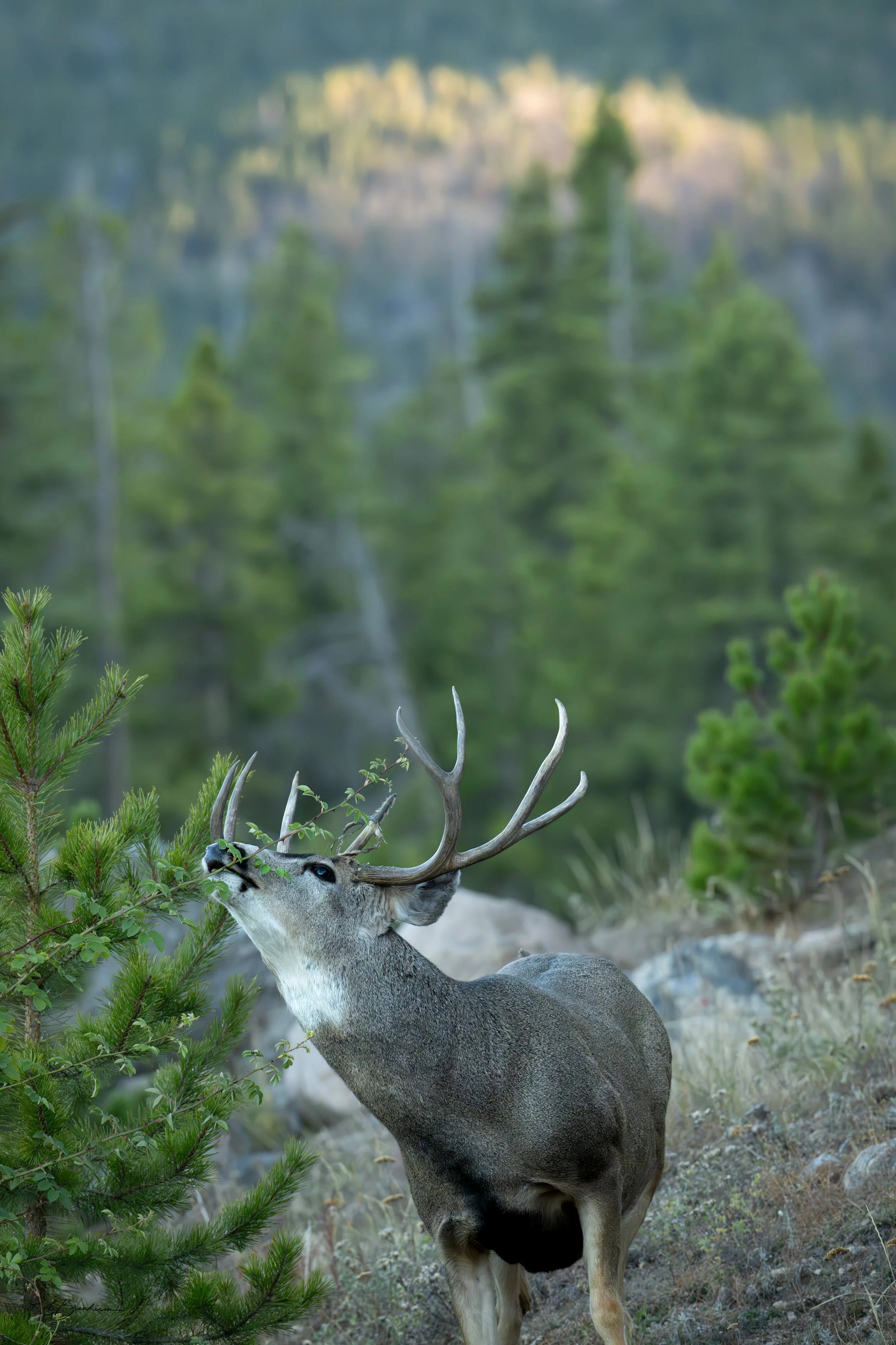 A mule deer with antlers rubbing against a small green tree in a forested area.